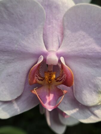 samsung fold8 hasil foto 2x zoom