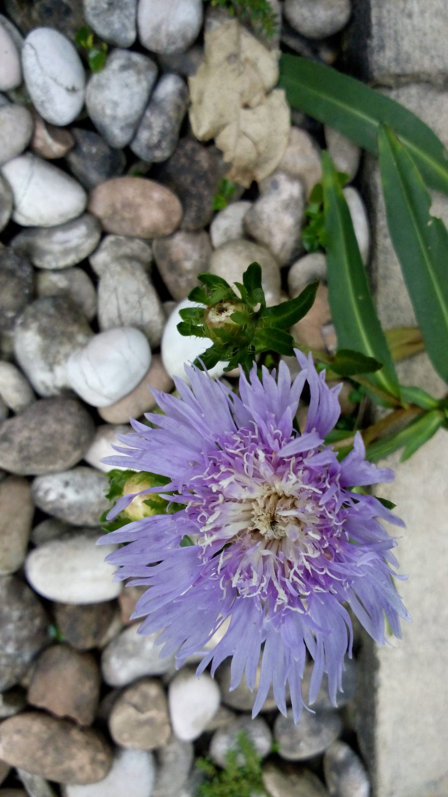 13940225561 Acer Liquid E3 - Foto 3