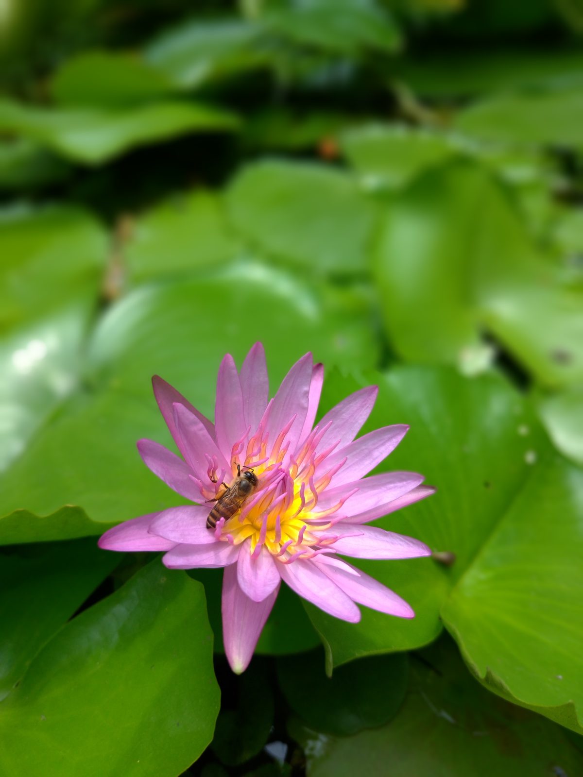 40589623170 ASUS ZenFone 5 - Foto 3