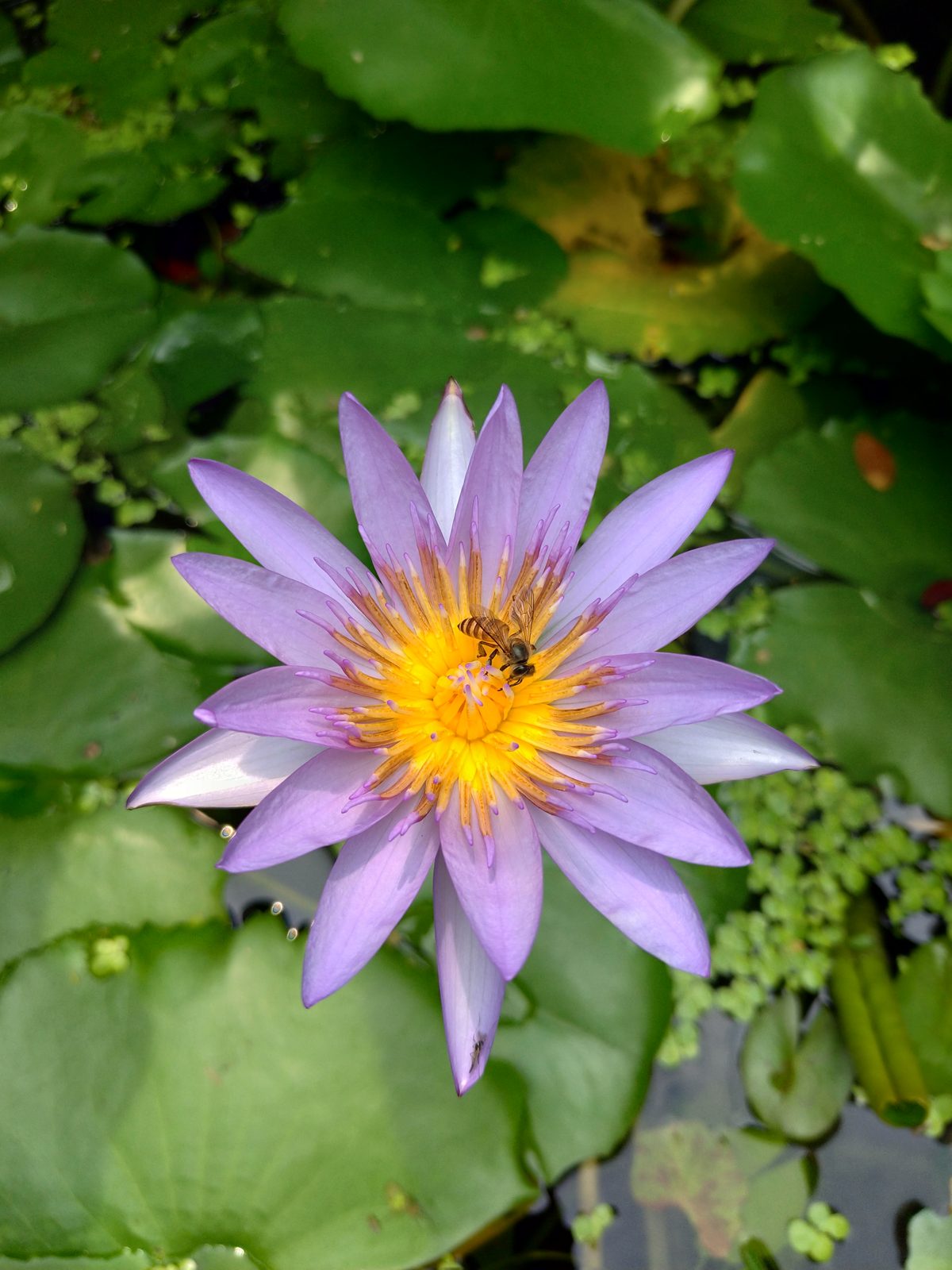 ASUS ZenFone 5 - Foto 1