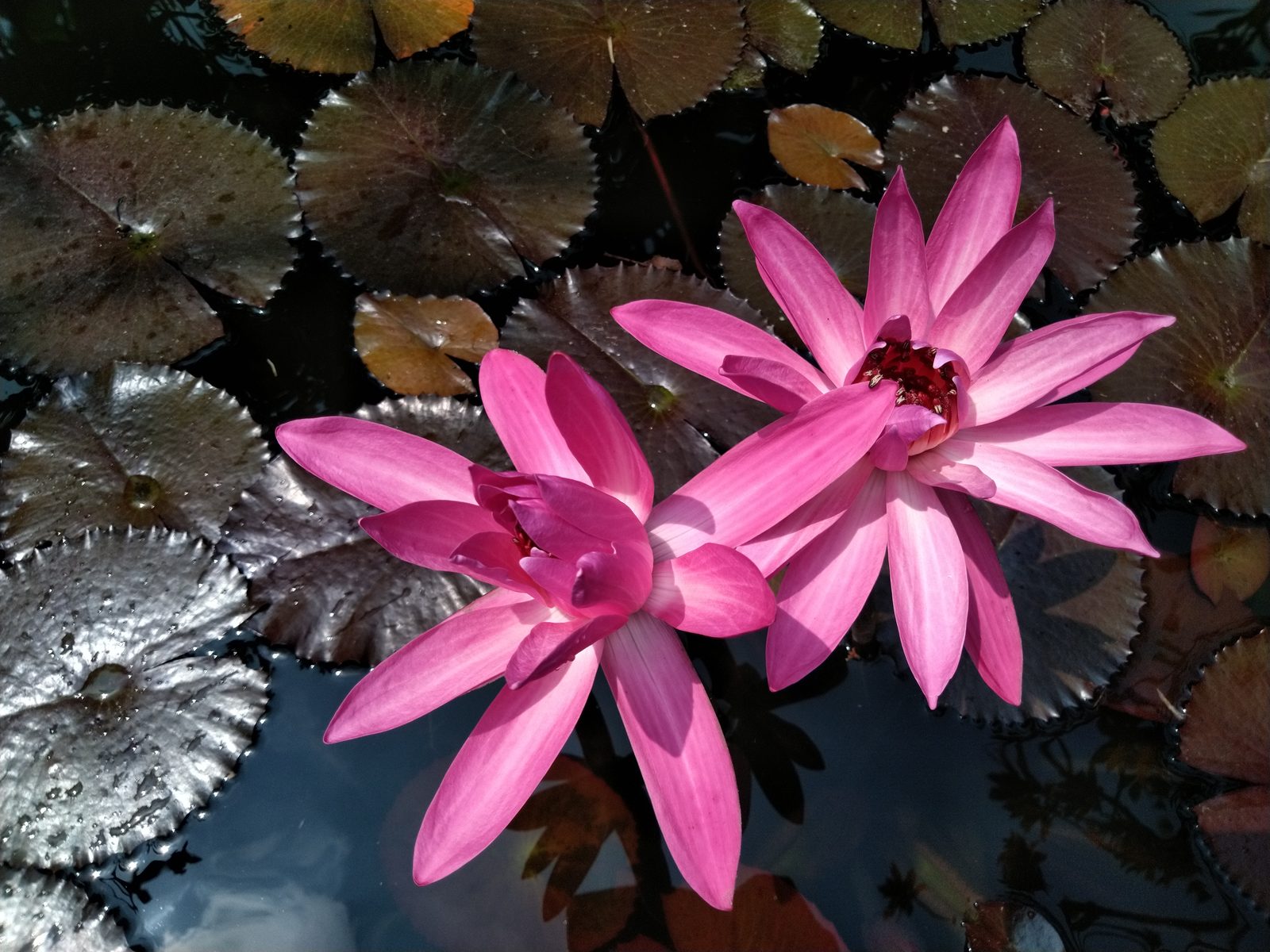 29587964967 Hasil foto Asus ZenFone 5Q (9)