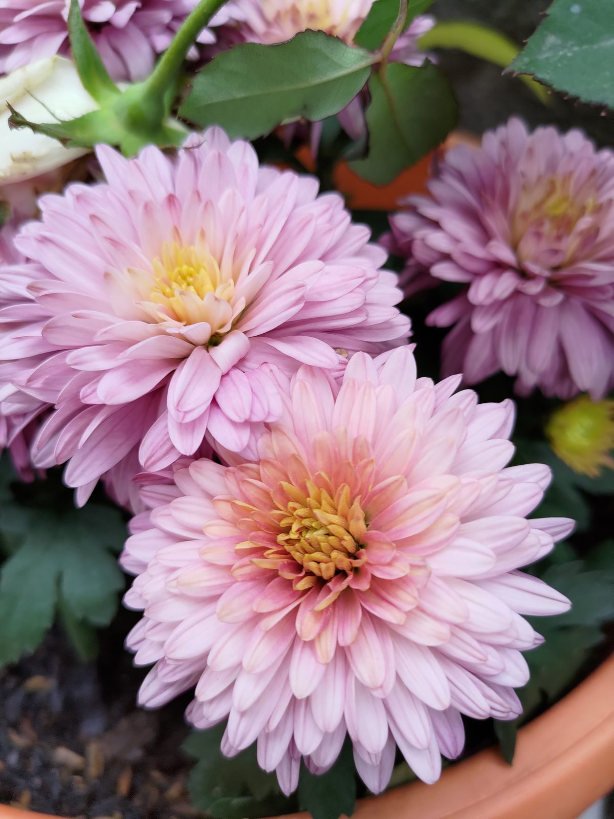 ASUS Zenfone 8 - Foto 3