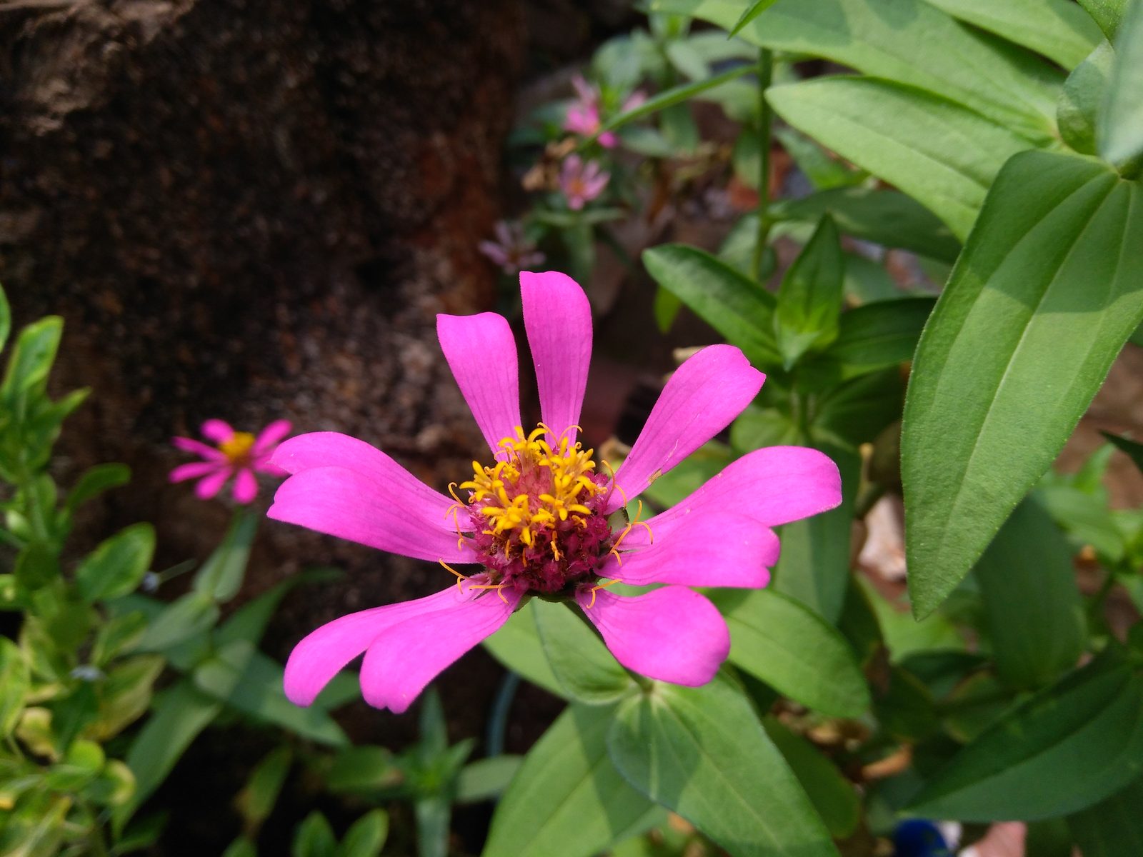 41226104290 Hasil foto Asus ZenFone Live L1 (5)