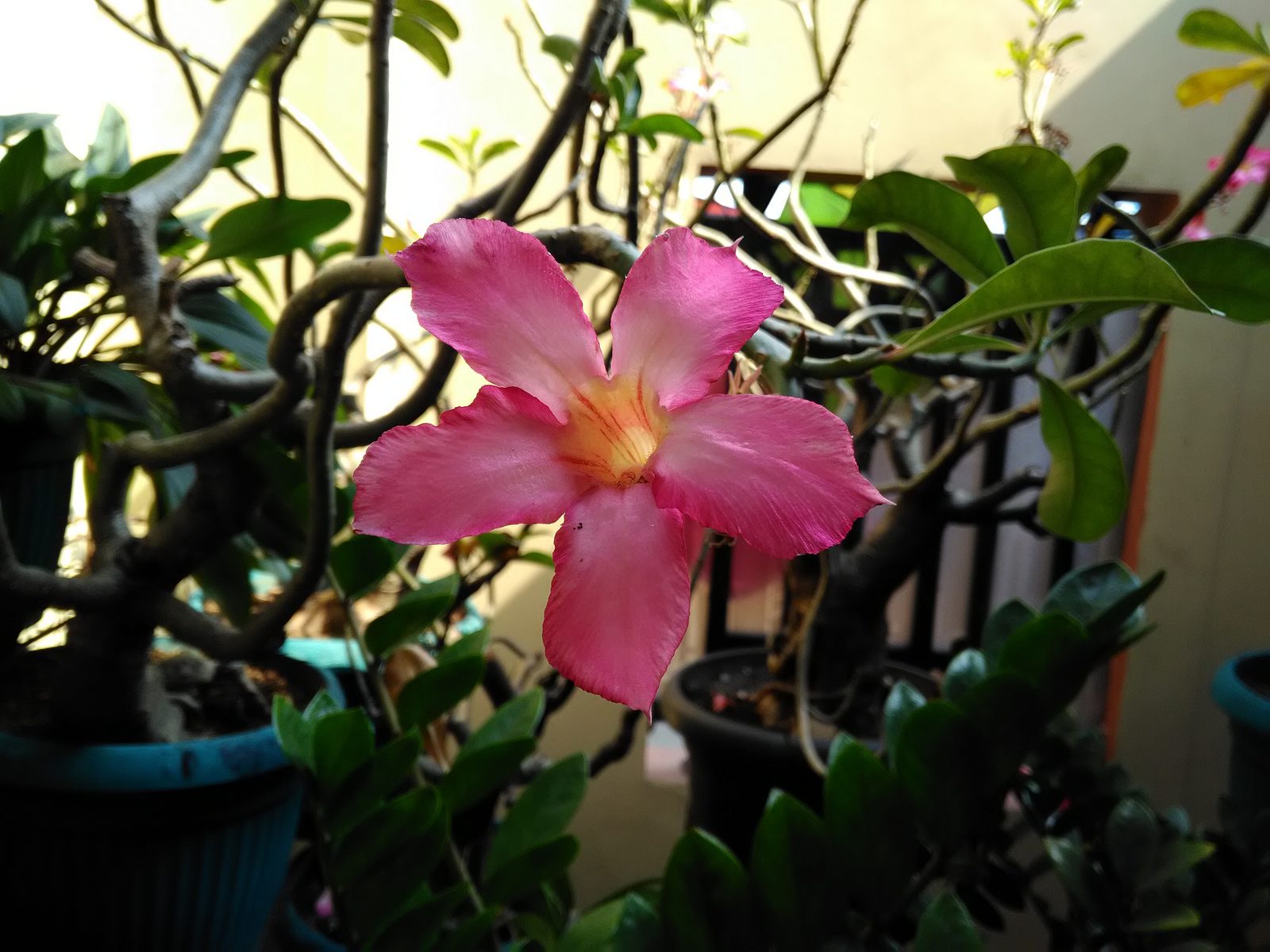 36828699086 Hasil Foto Asus ZenFone Live (5)