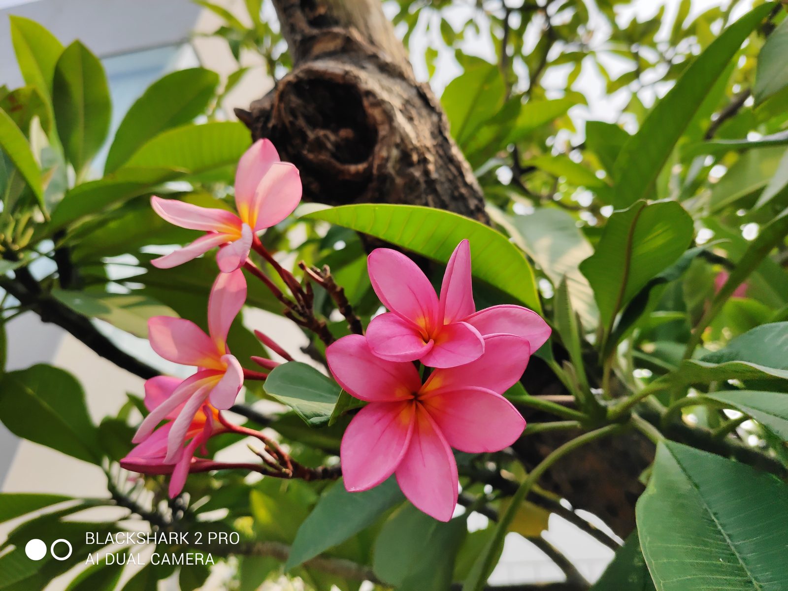 49054703027 Hasil foto Black Shark 2 Pro (5)