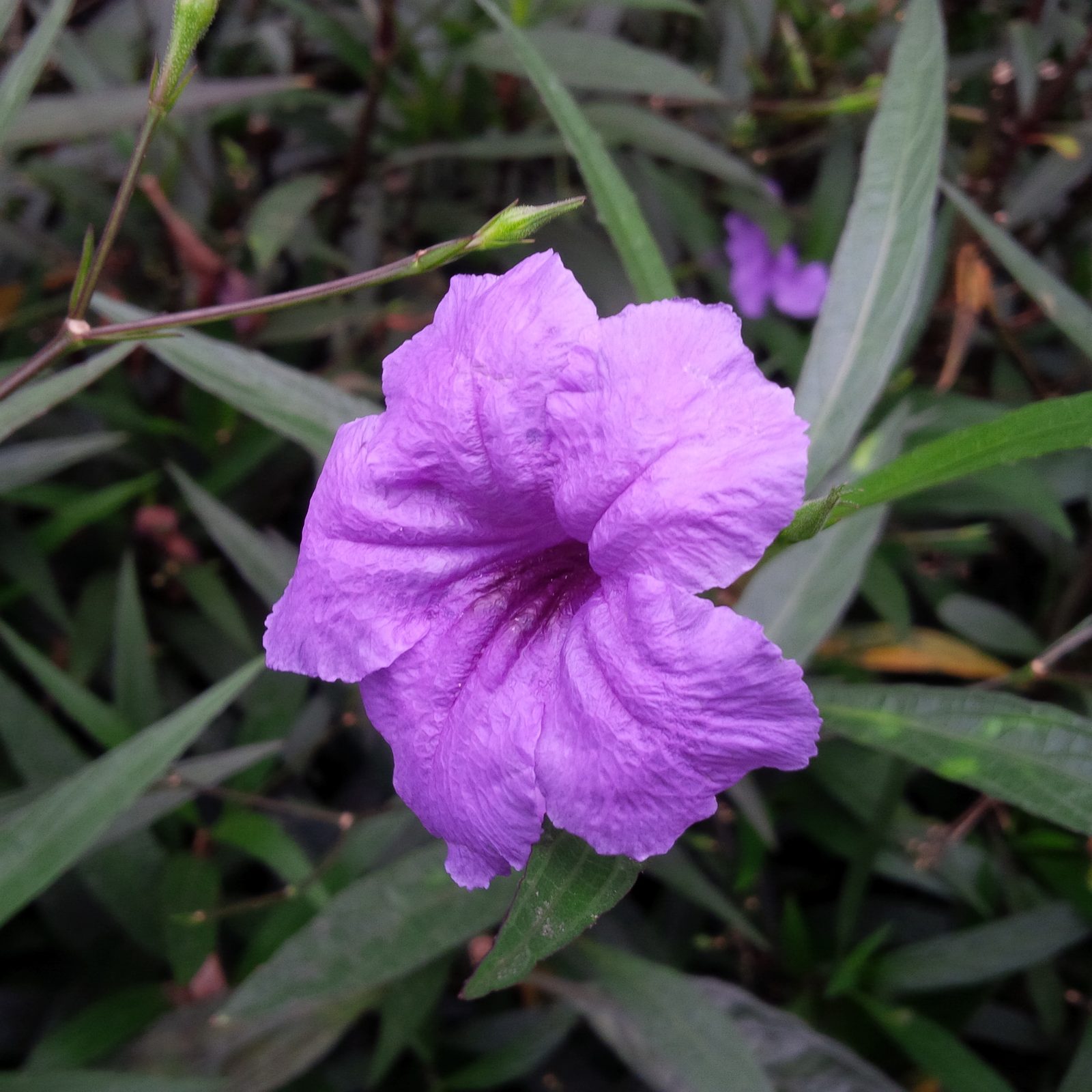 Blackberry Q10 - Foto 1