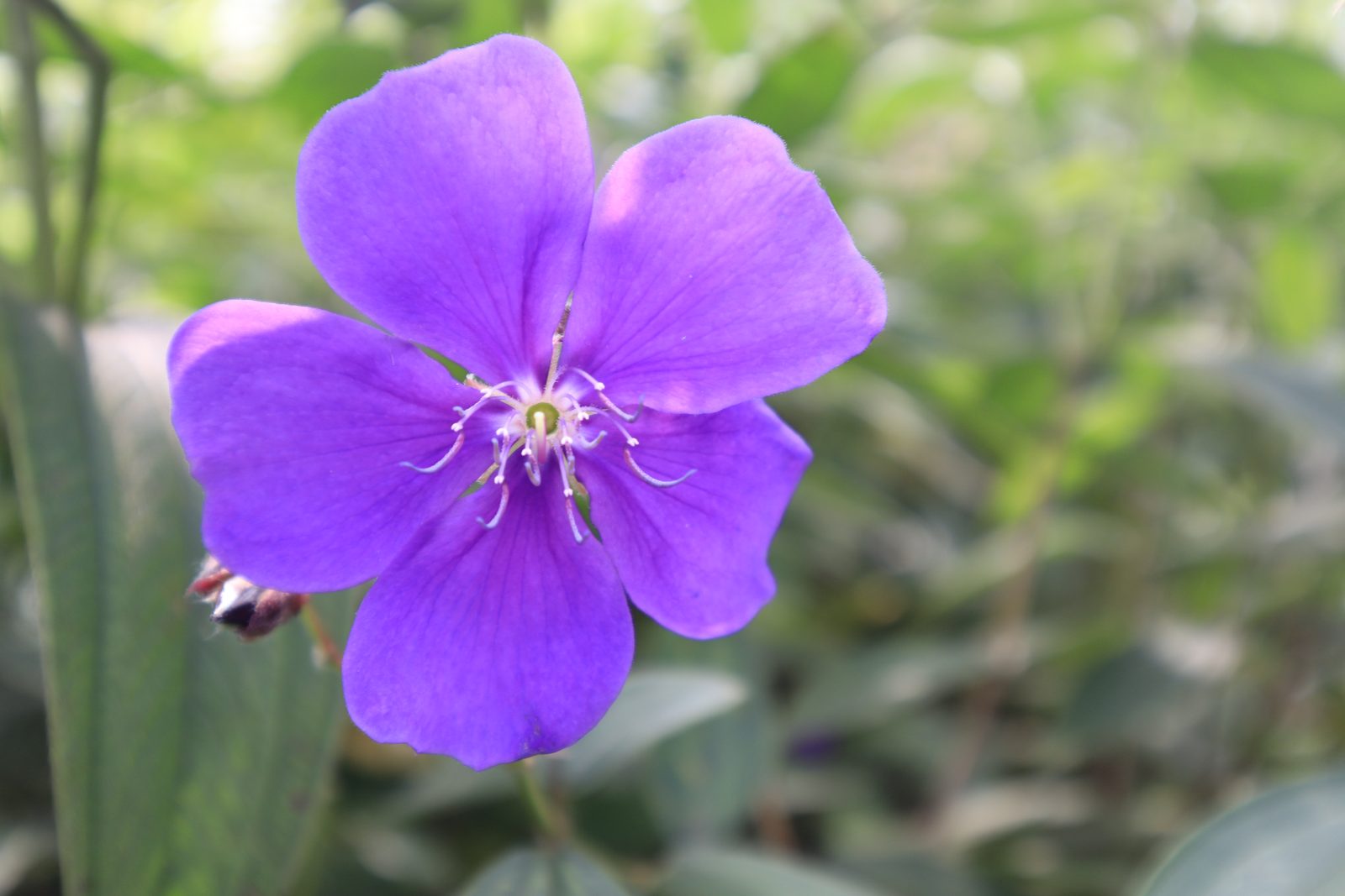 29651055767 Canon EOS M50 - Foto 1