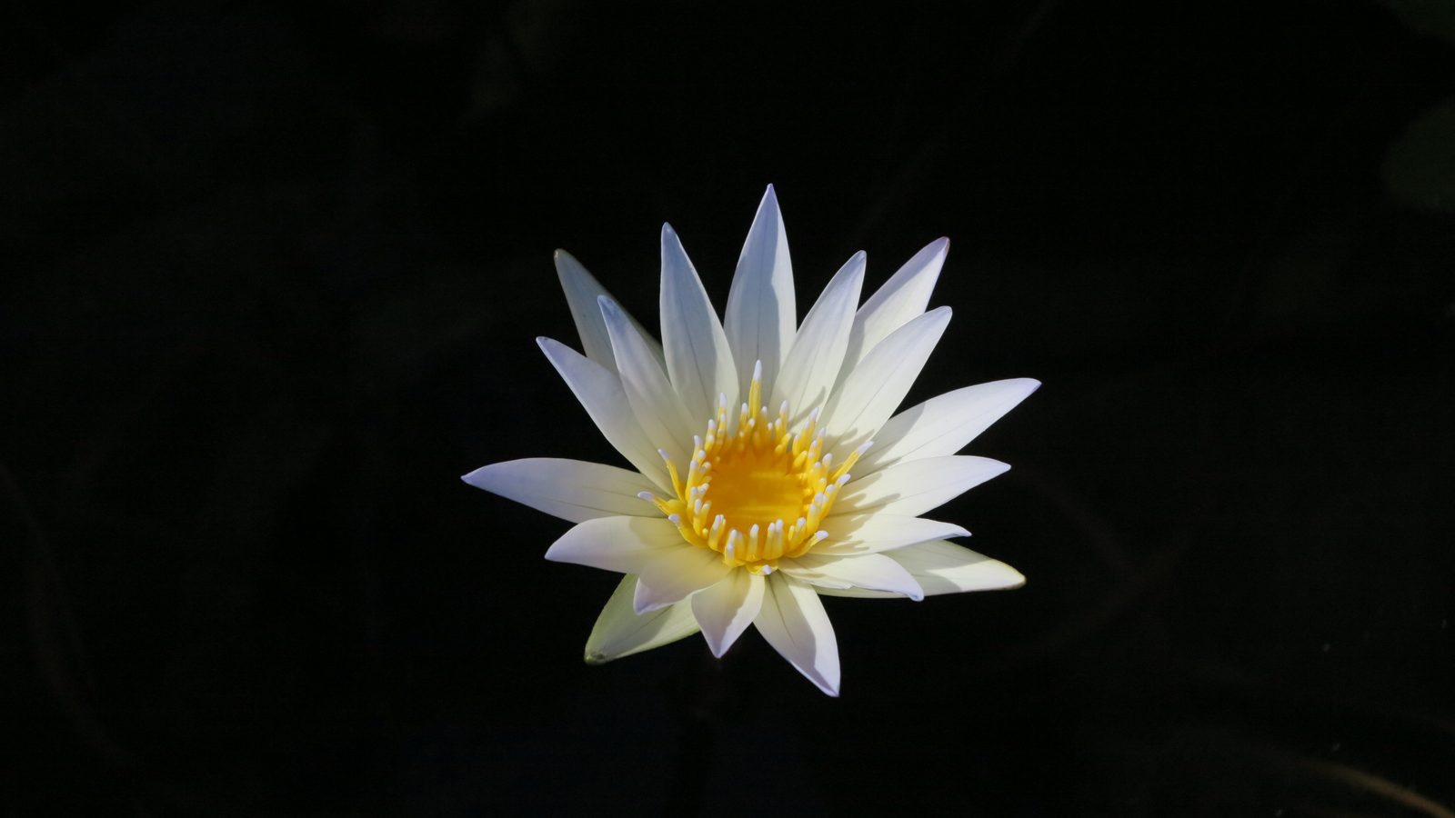 Canon Powershot G1X - Foto 11