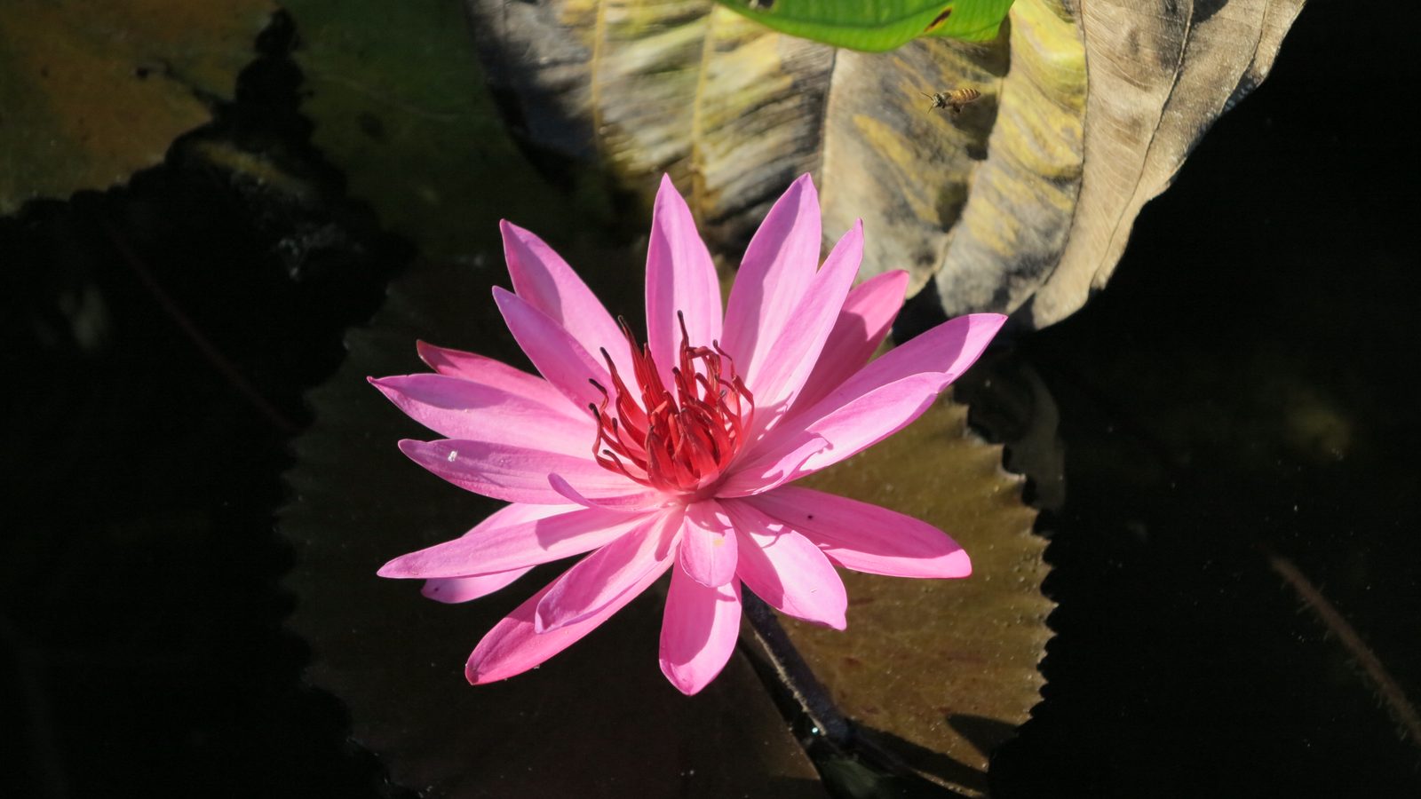 Canon Powershot G1X - Foto 10