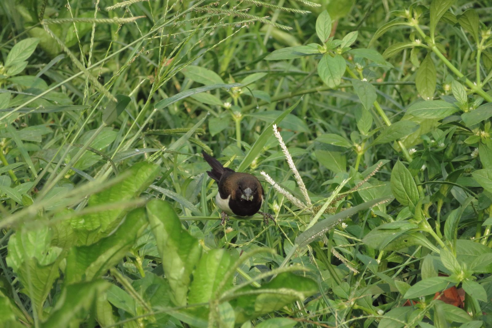 38081301066 Canon PowerShot SX730HS - Foto 1