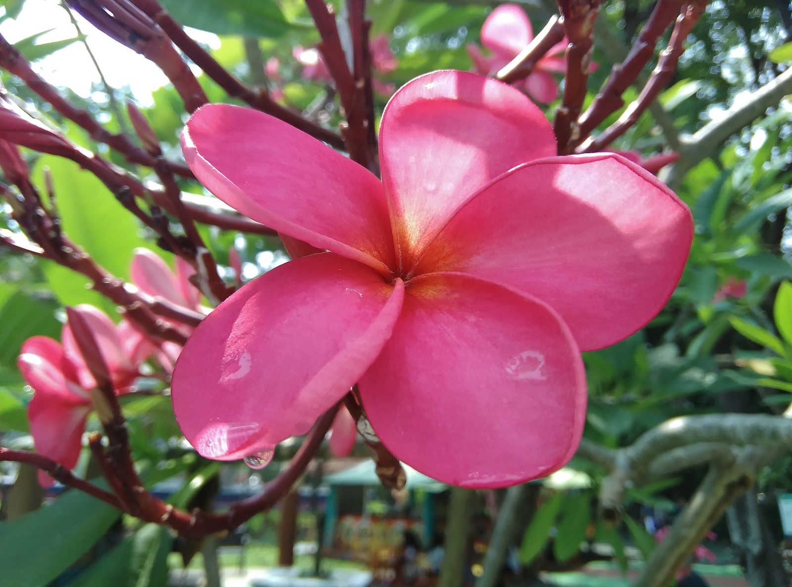 27191039715 Hasil foto outdoor Coolpad Max Lite (4)