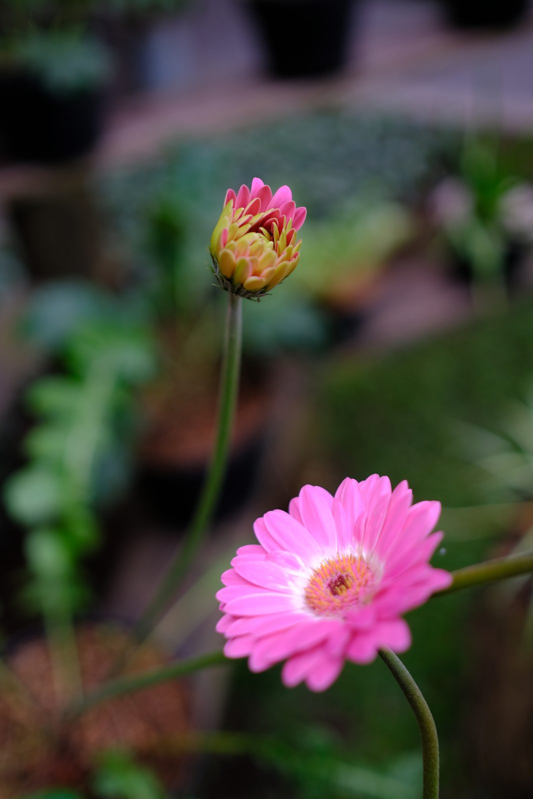 49172070328 Velvia Fujifilm X-Pro3