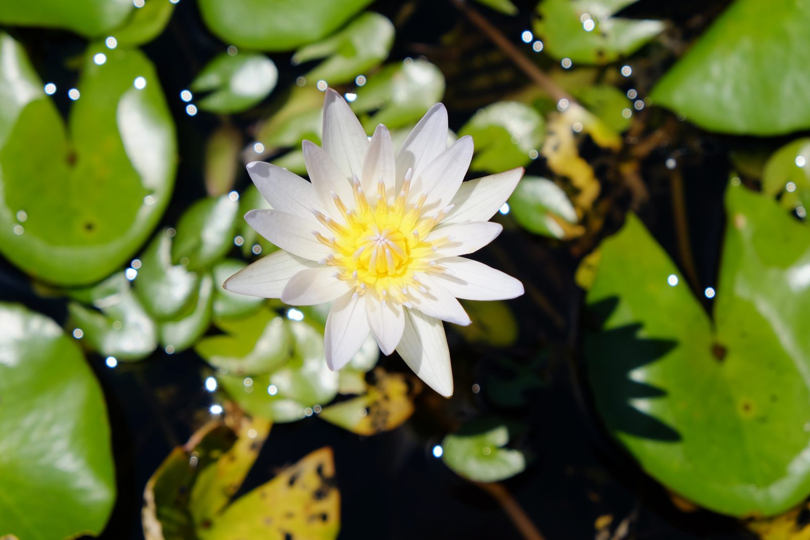 13965803850 Lotus (single)