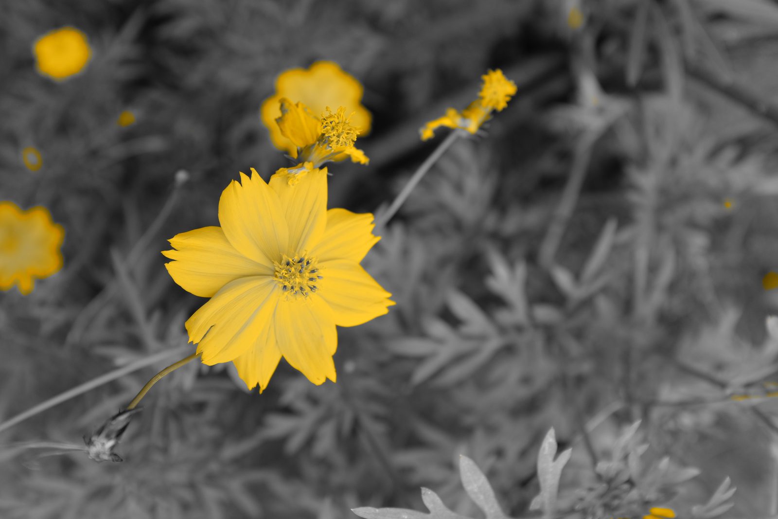 8643946245 Fuji X100s
