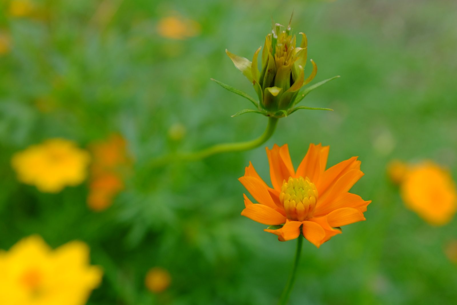 8645039776 Fuji X100S Macro