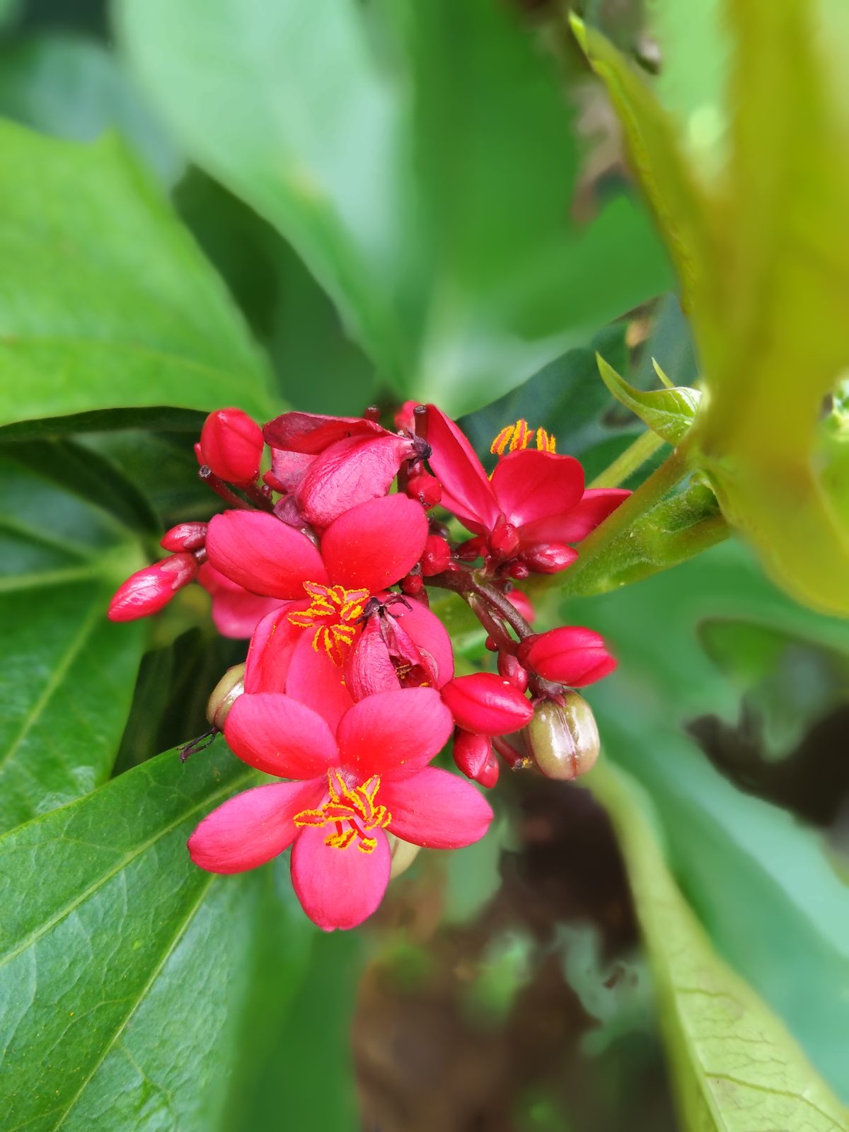 Hasil foto Honor 7A (12)