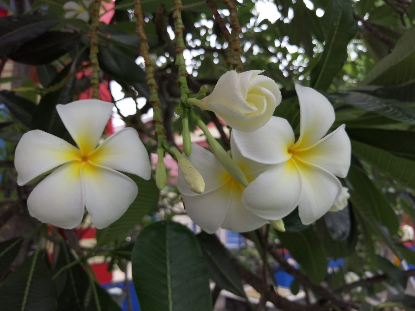 Hasil foto Honor 8X (3)