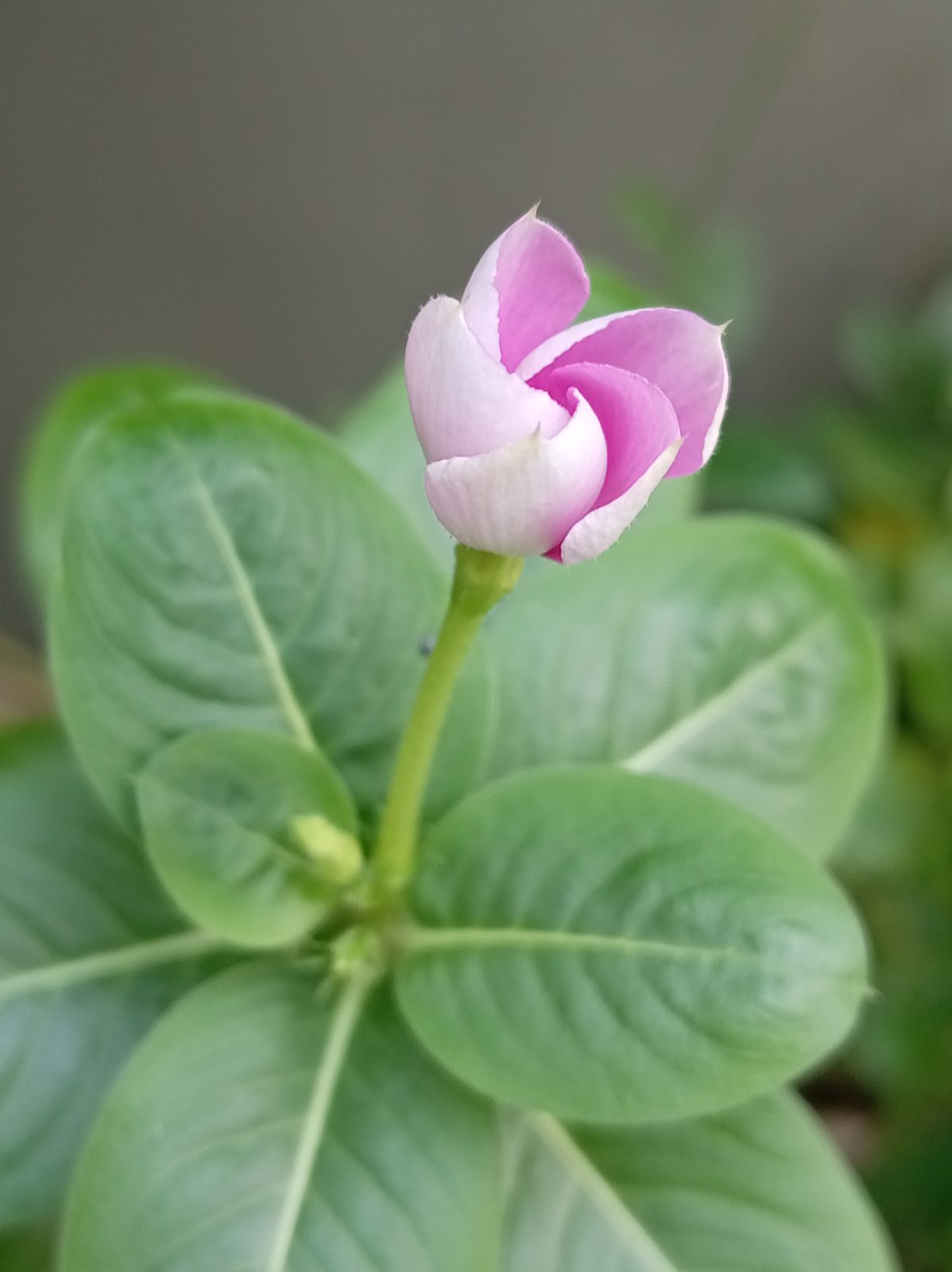55298382761 Honor X6c - hasil foto tajam dengan bokeh natural