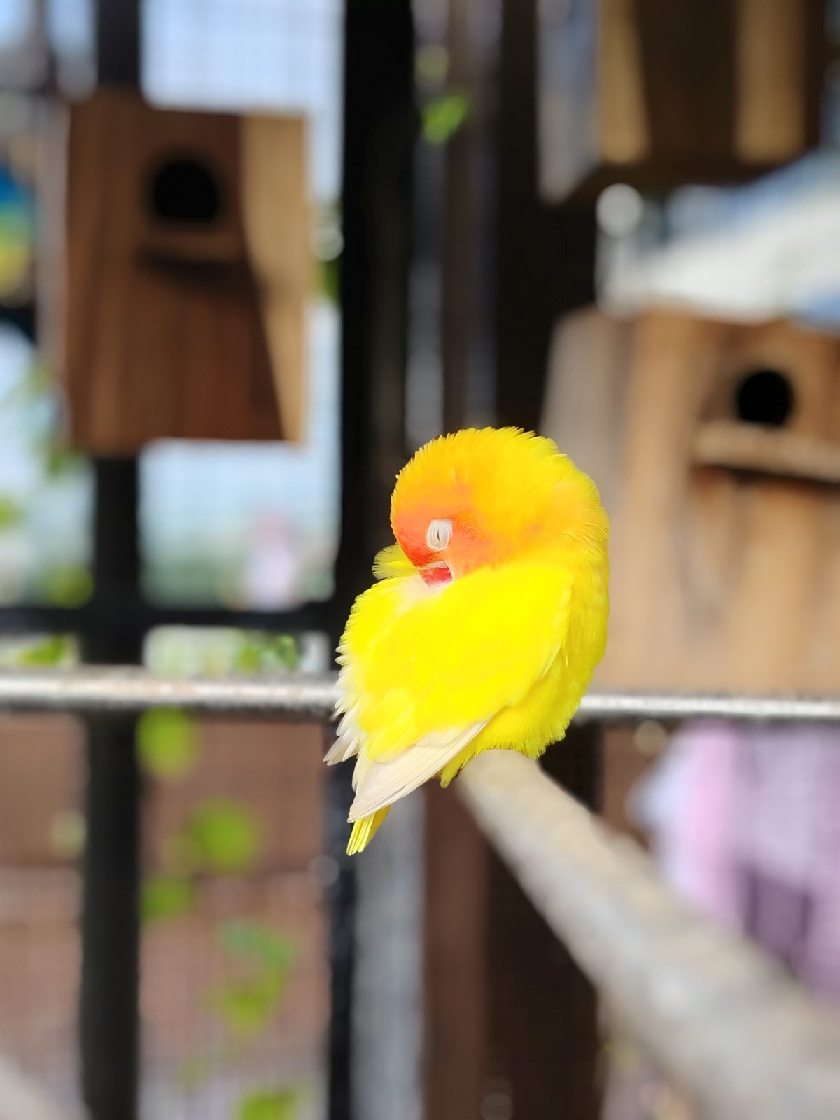 54546177676 Honor X9C 5G - Foto 16