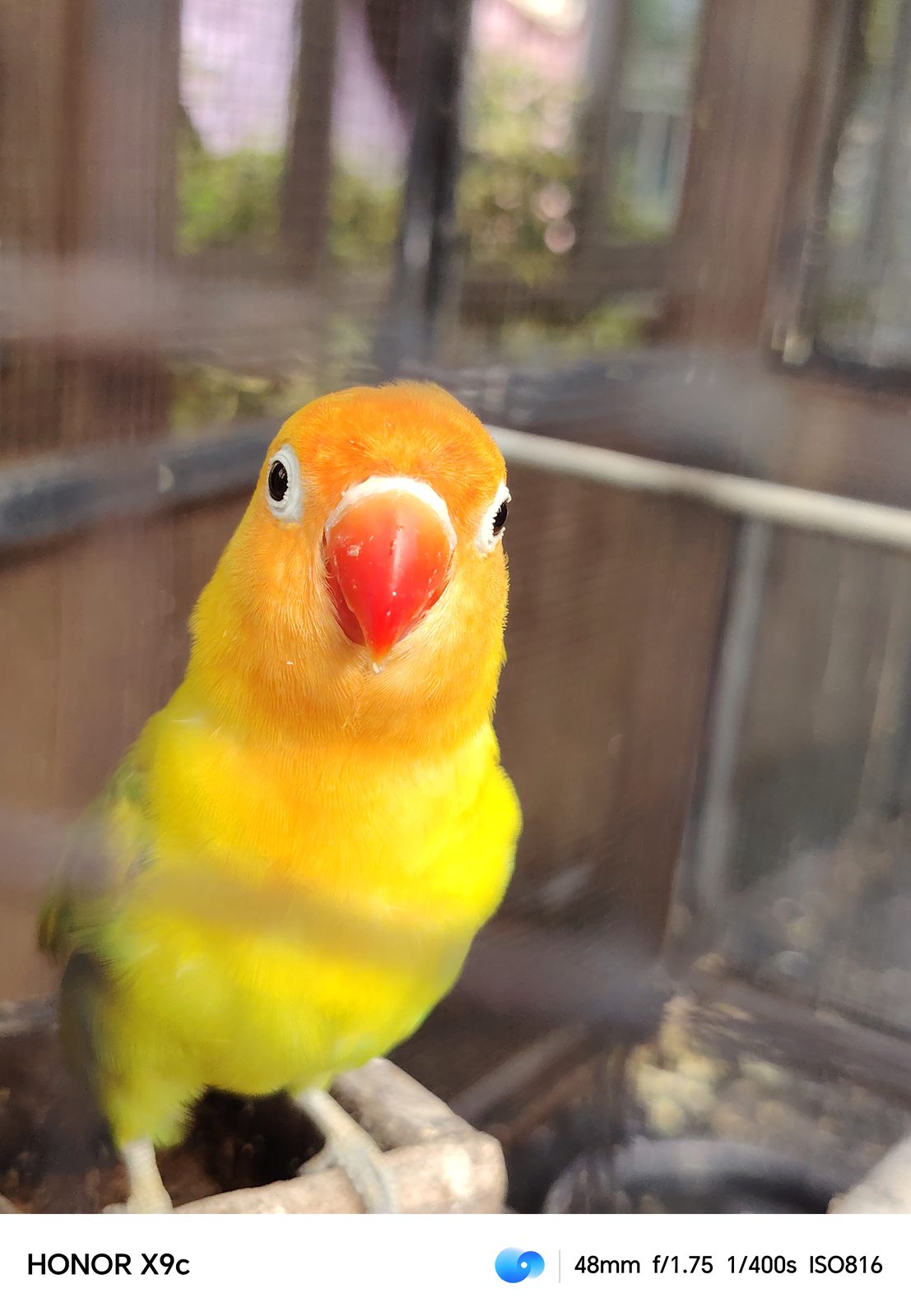 54546514365 Honor X9C 5G - Foto 3