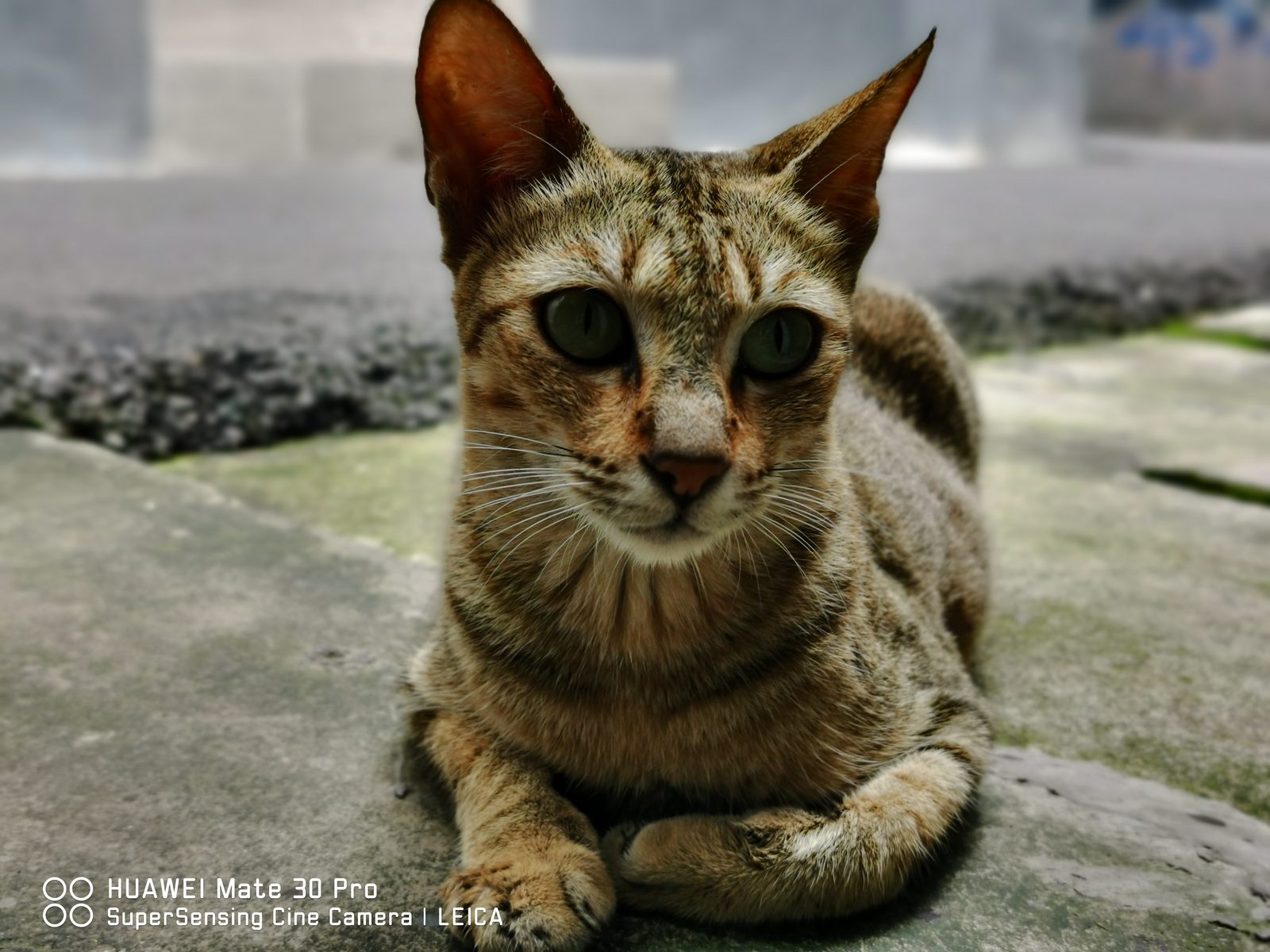 49881491593 Huawei Mate 30 Pro - Foto 9