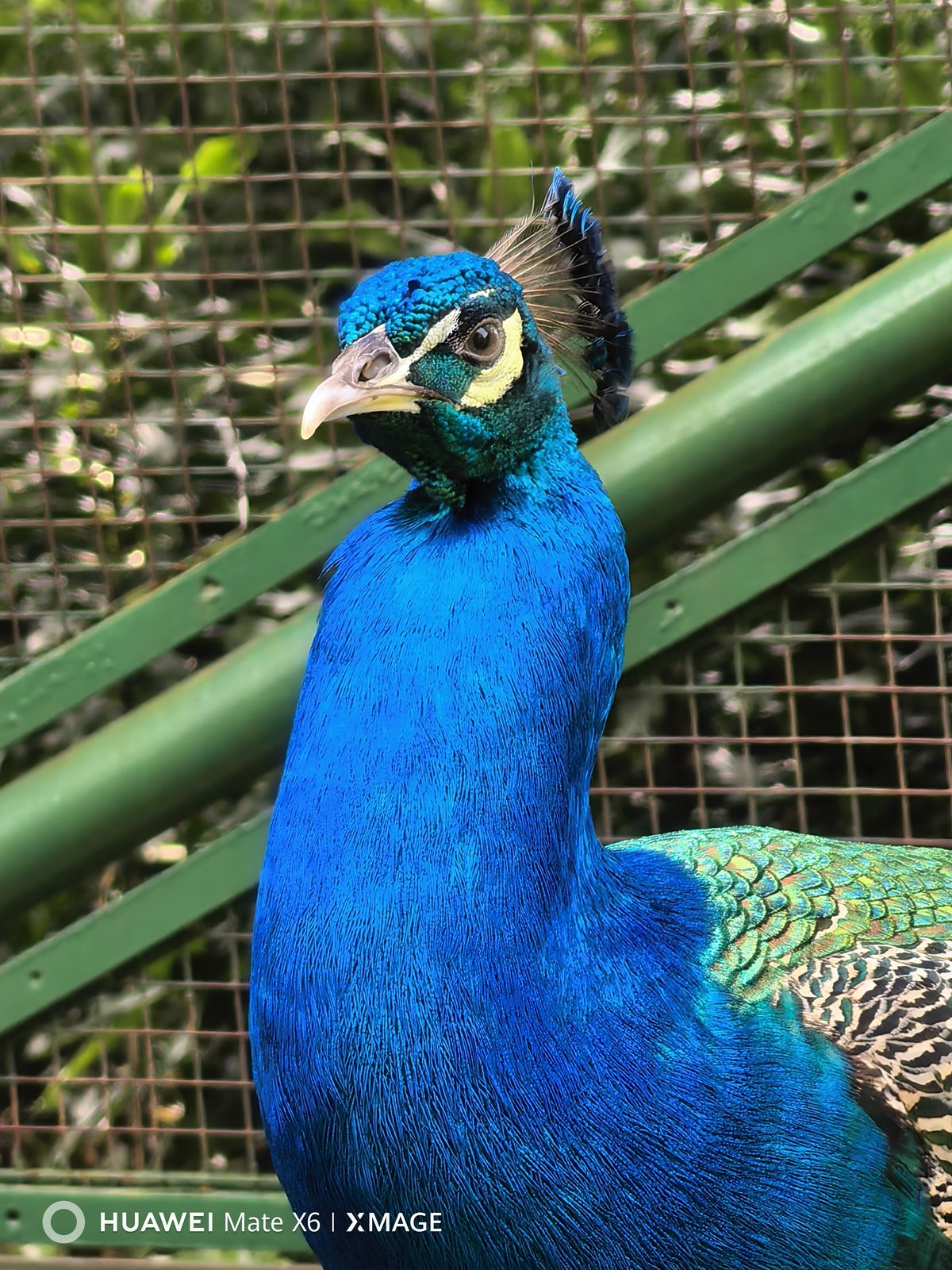 54491337448 Huawei Mate X6 - Foto 2