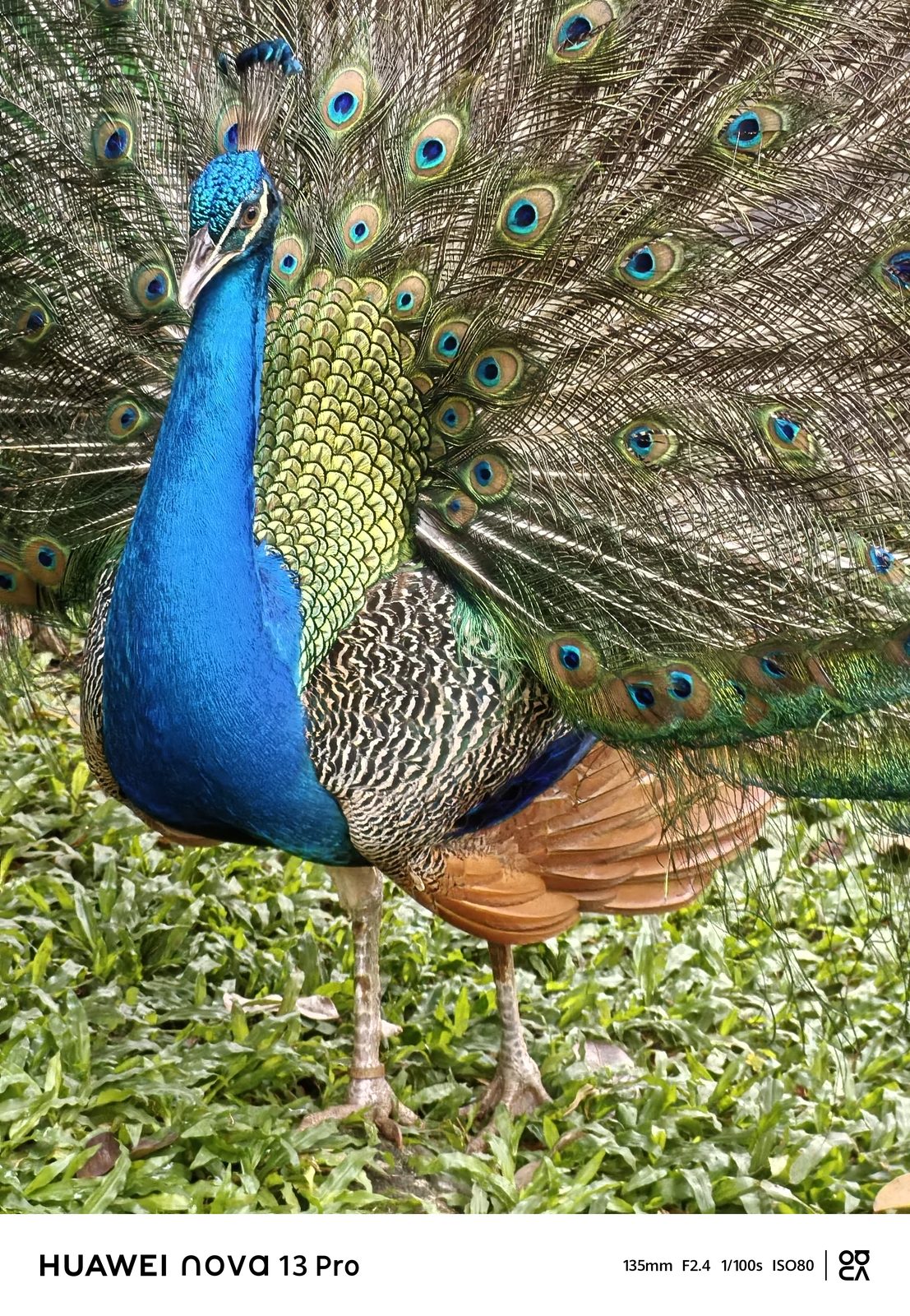 Huawei Nova 13 Pro - Foto 10