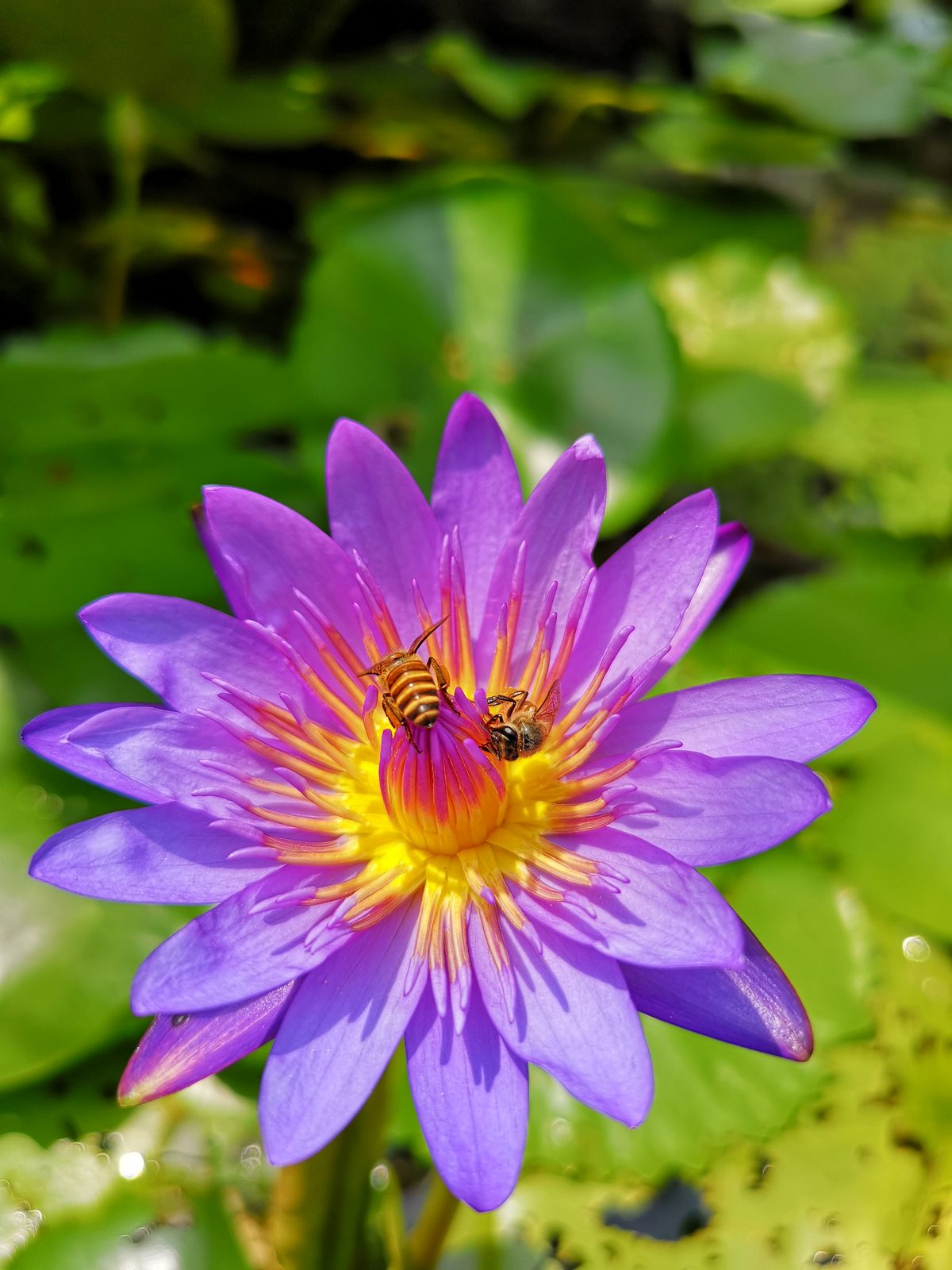 43750441462 Huawei P20 Pro - Foto 1