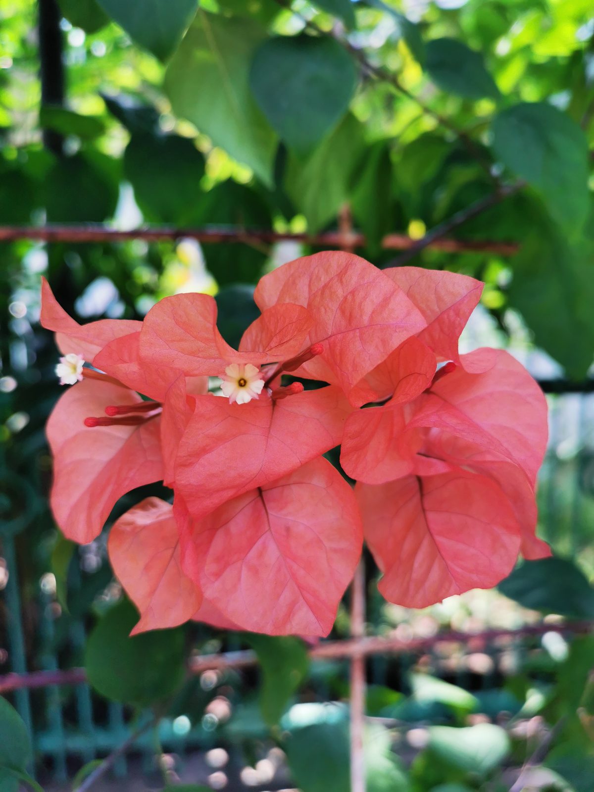 AI On (Flowers)