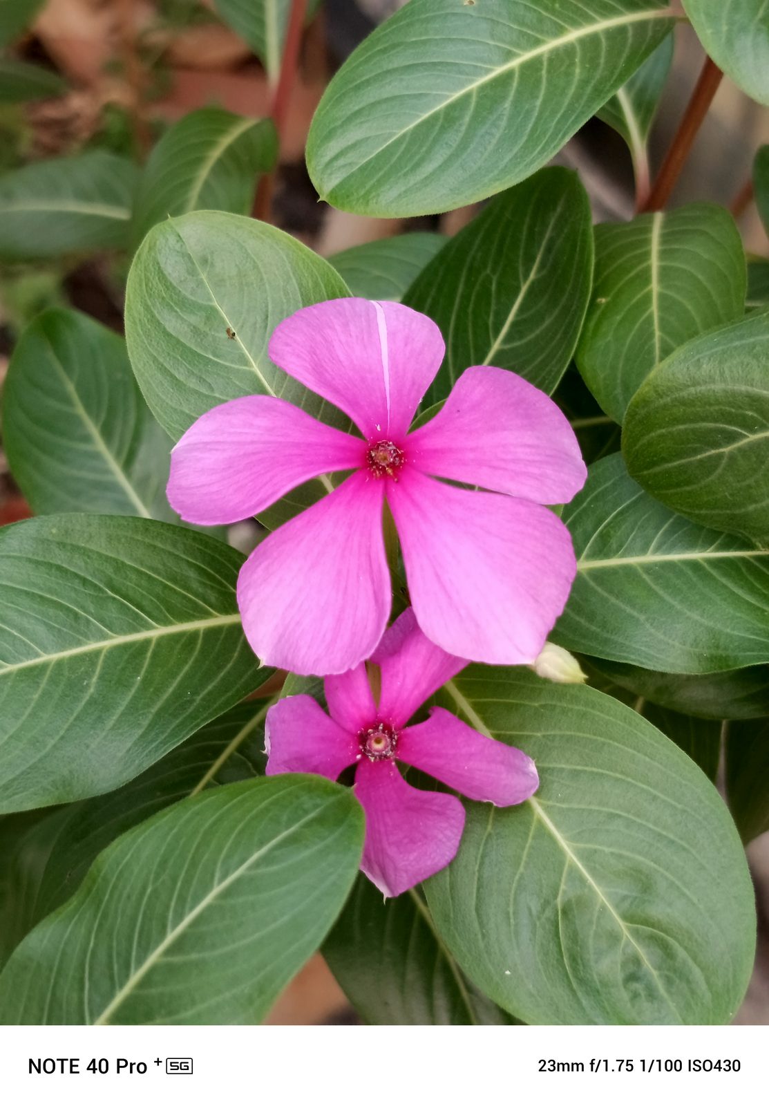 53729444244 Infinix Note 40 Pro+ 5G - Foto 3