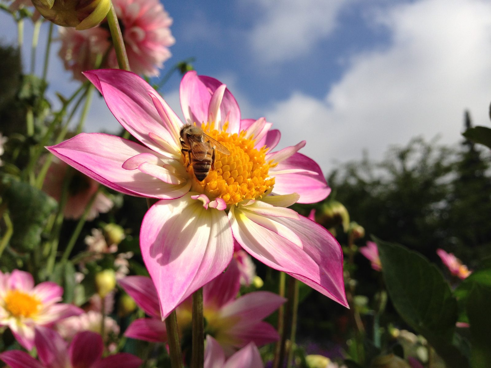 iPhone 5 photo sample 6