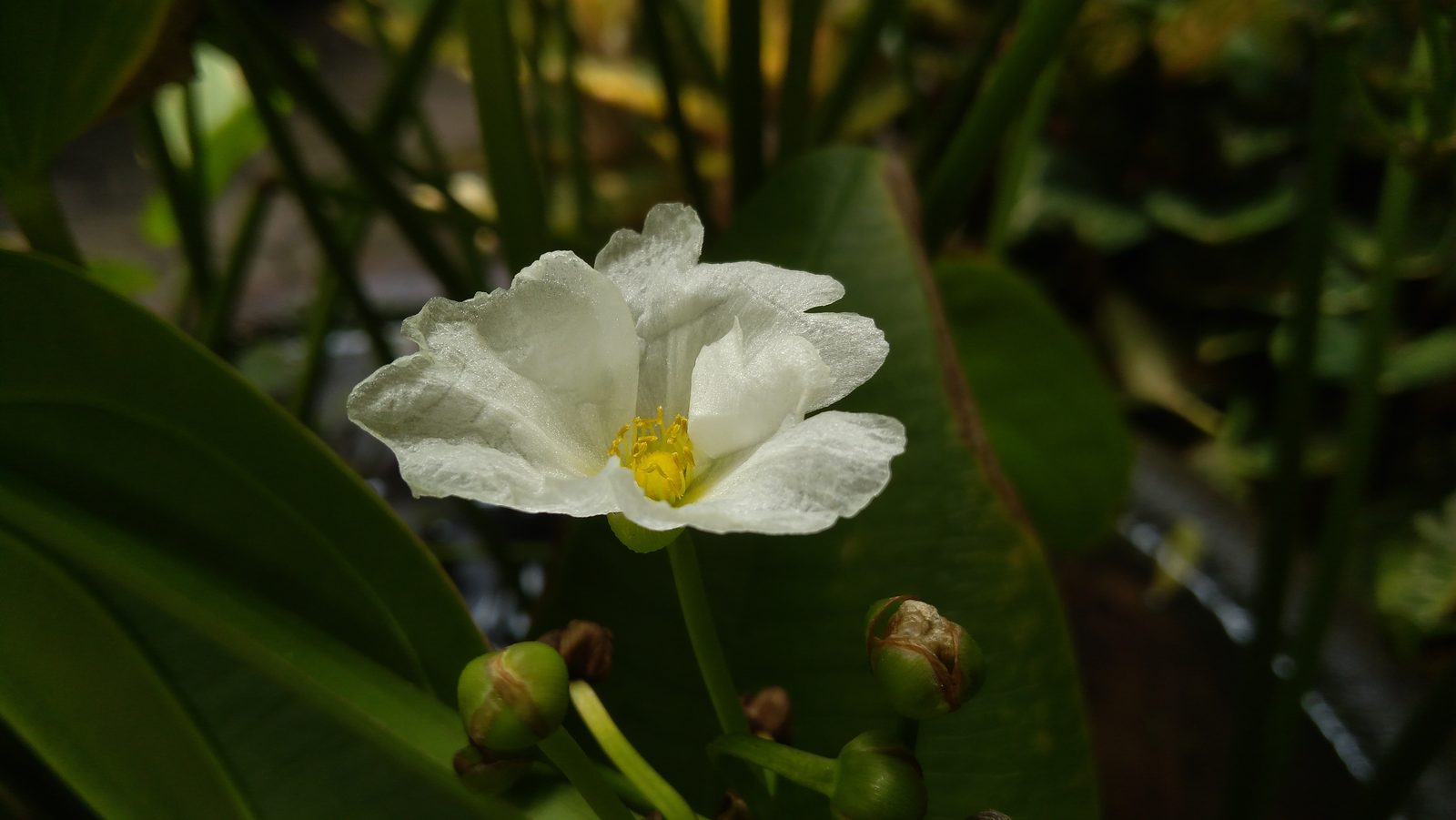 35913795385 Lenovo K6 Note - Foto 1