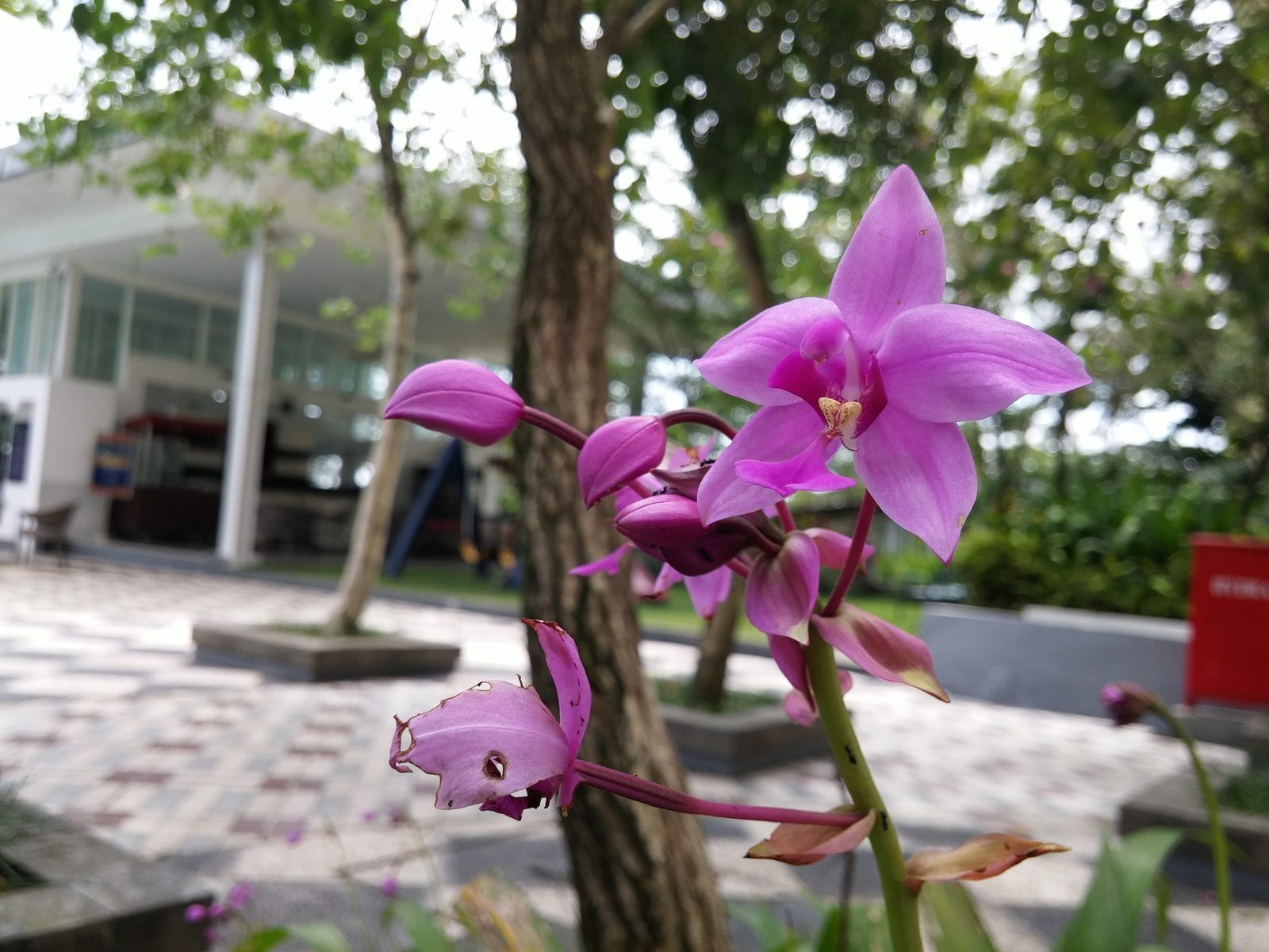 14598154851 macro bokeh test