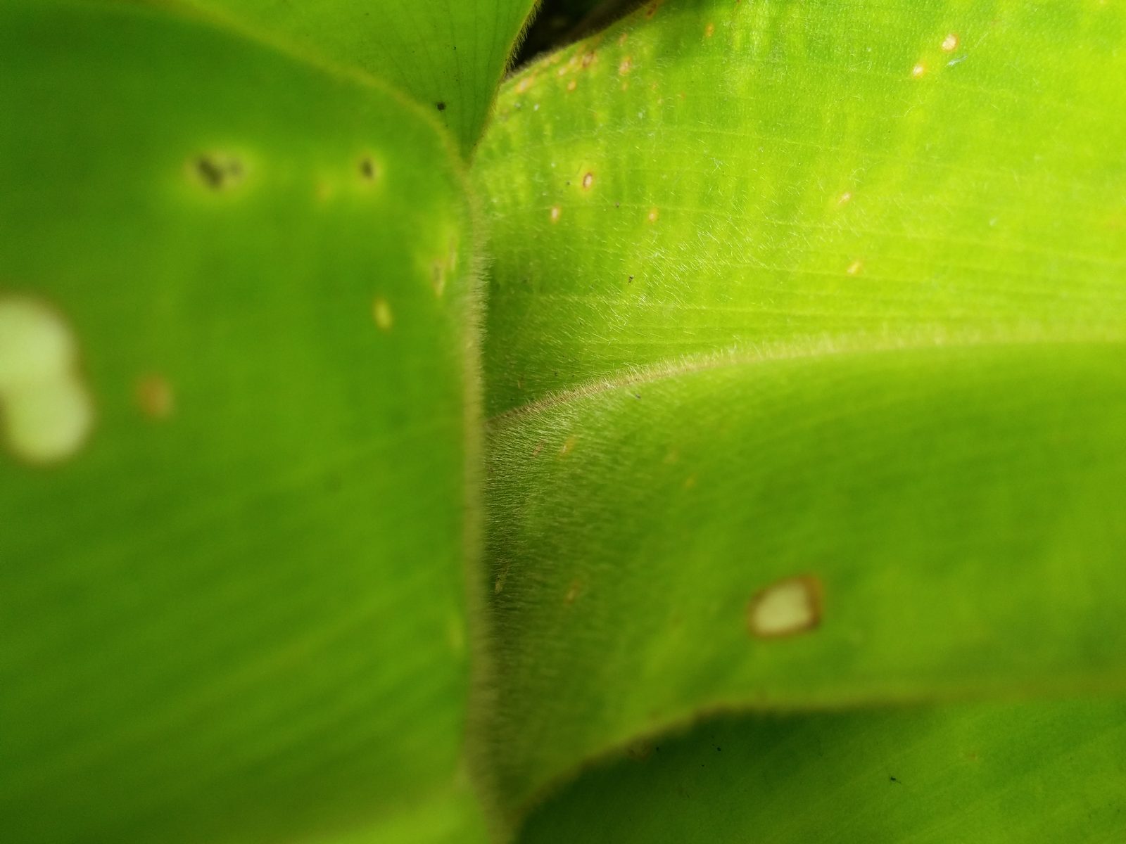 14599439624 LG G3 - Foto 1