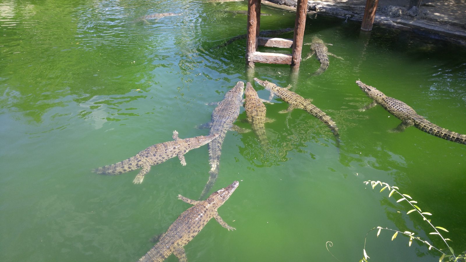 LG G4 - Bali - Foto 6