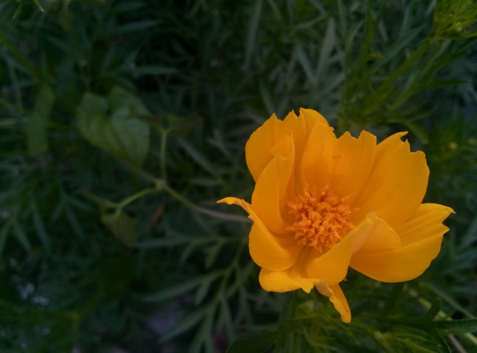 8526727084 LG Optimus G - Foto 4