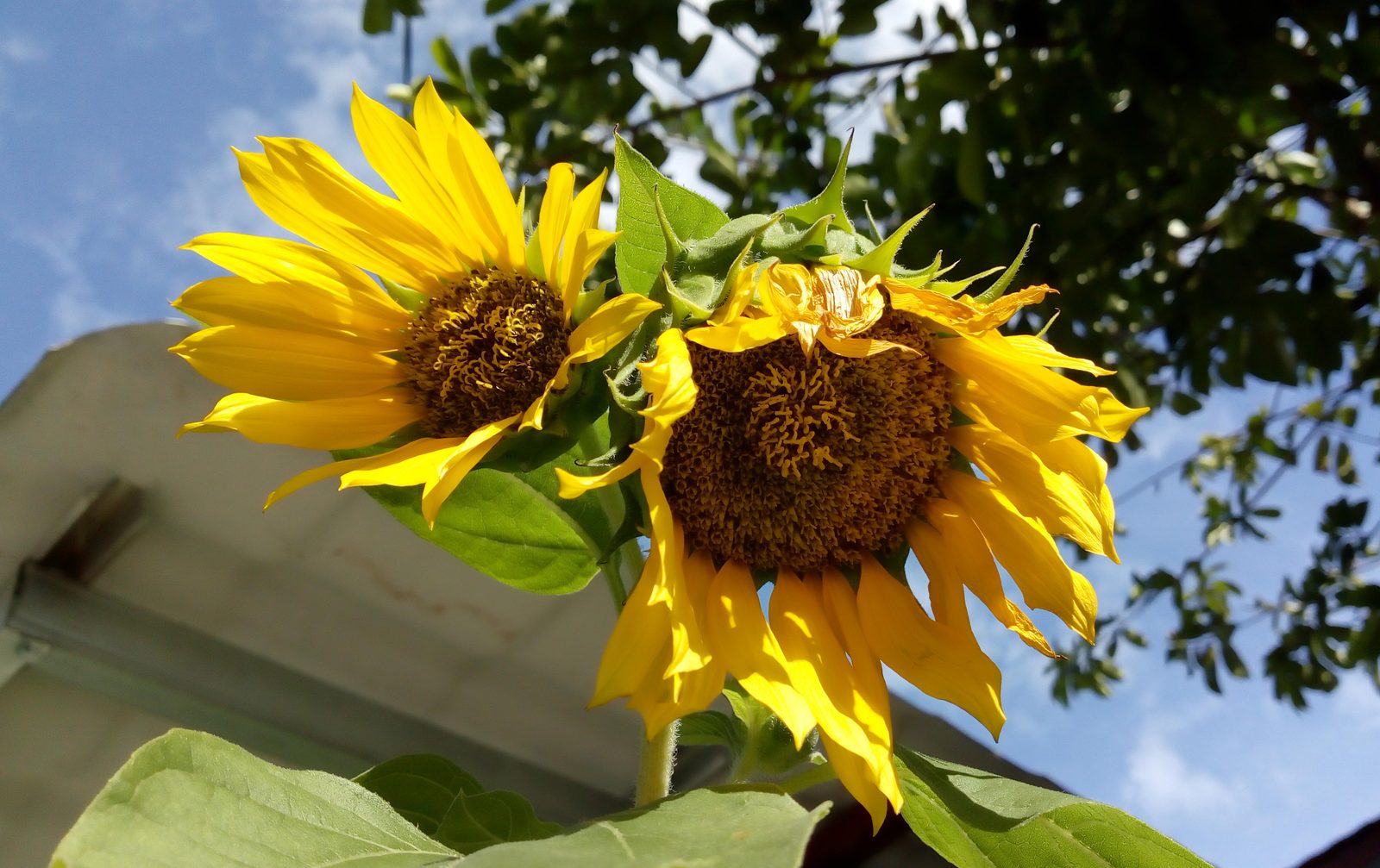 25573839048 Hasil foto Moto E4 Plus (10)