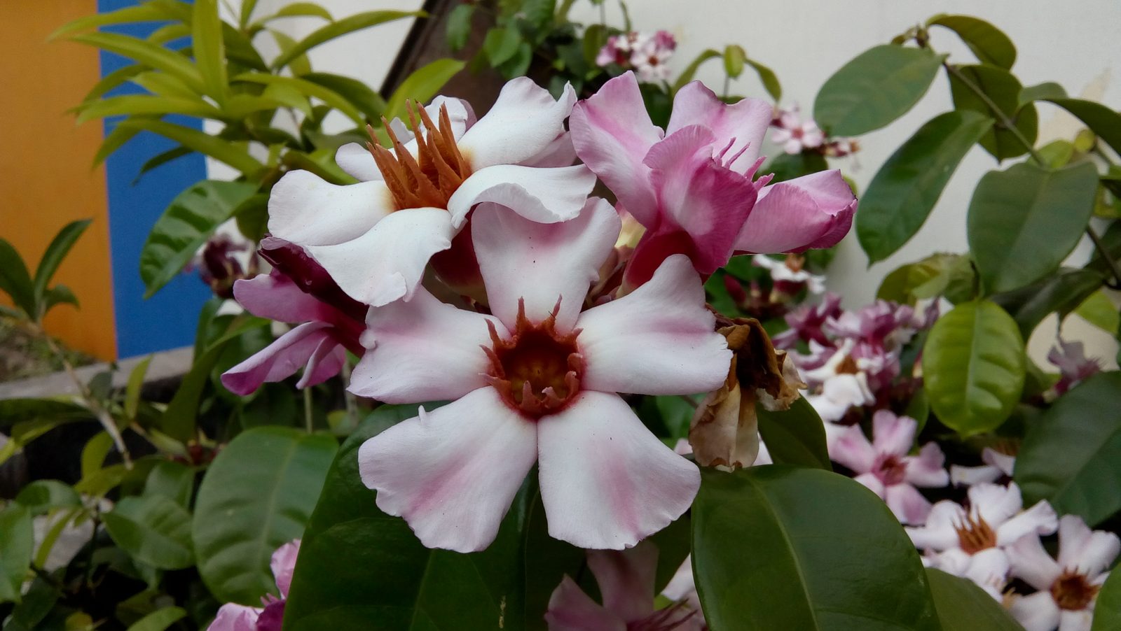 36807140200 Hasil foto Moto E4 (12)