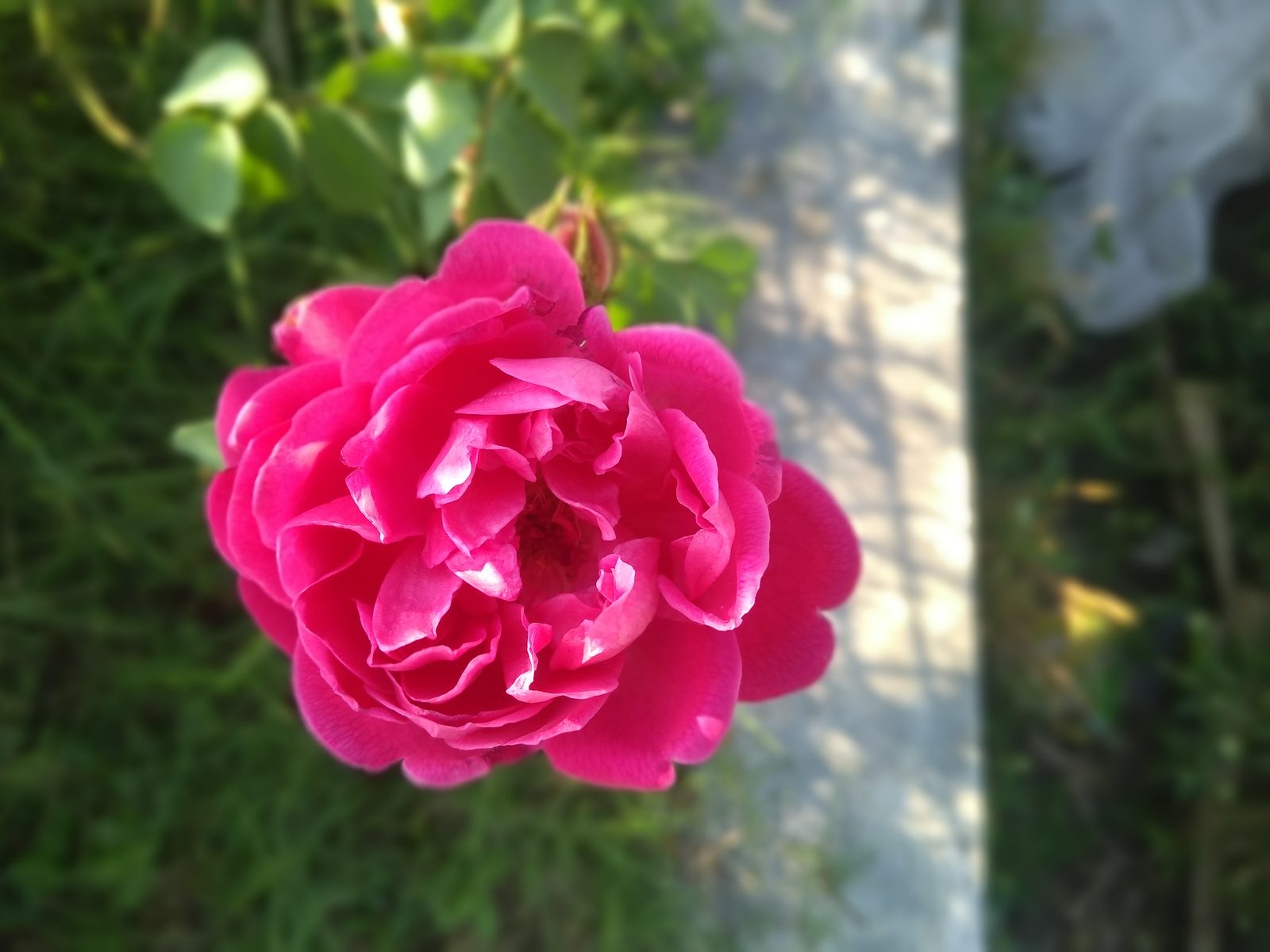Moto G5S Plus - Foto 1