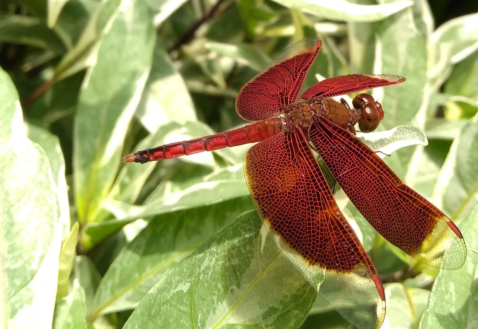 crop 100% foto moto g5s plus
