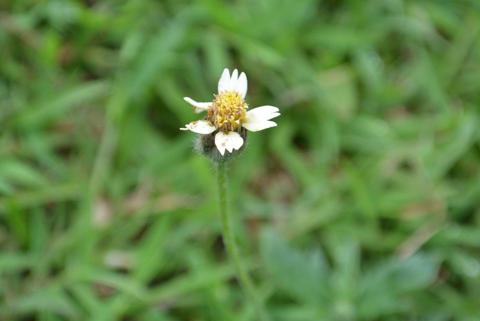 8627854122 Nikon 1 S1 macro