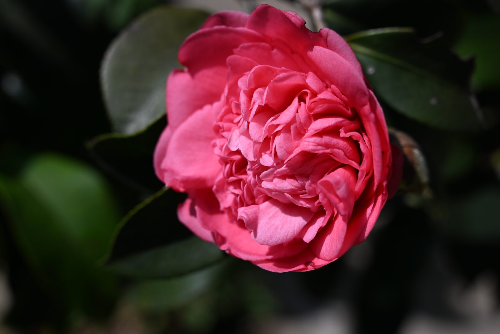 55155954051 Nikon Z5 II - Foto 5