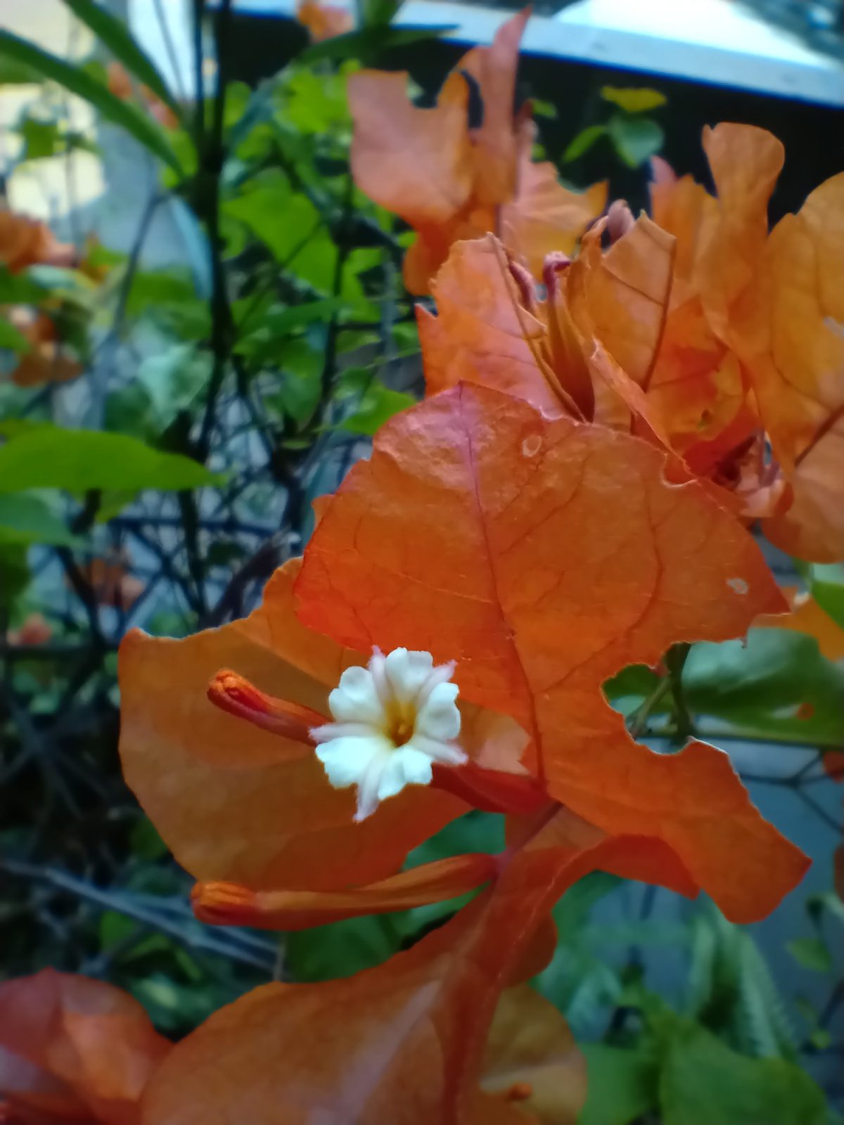 Nokia 5.4 - Foto 6