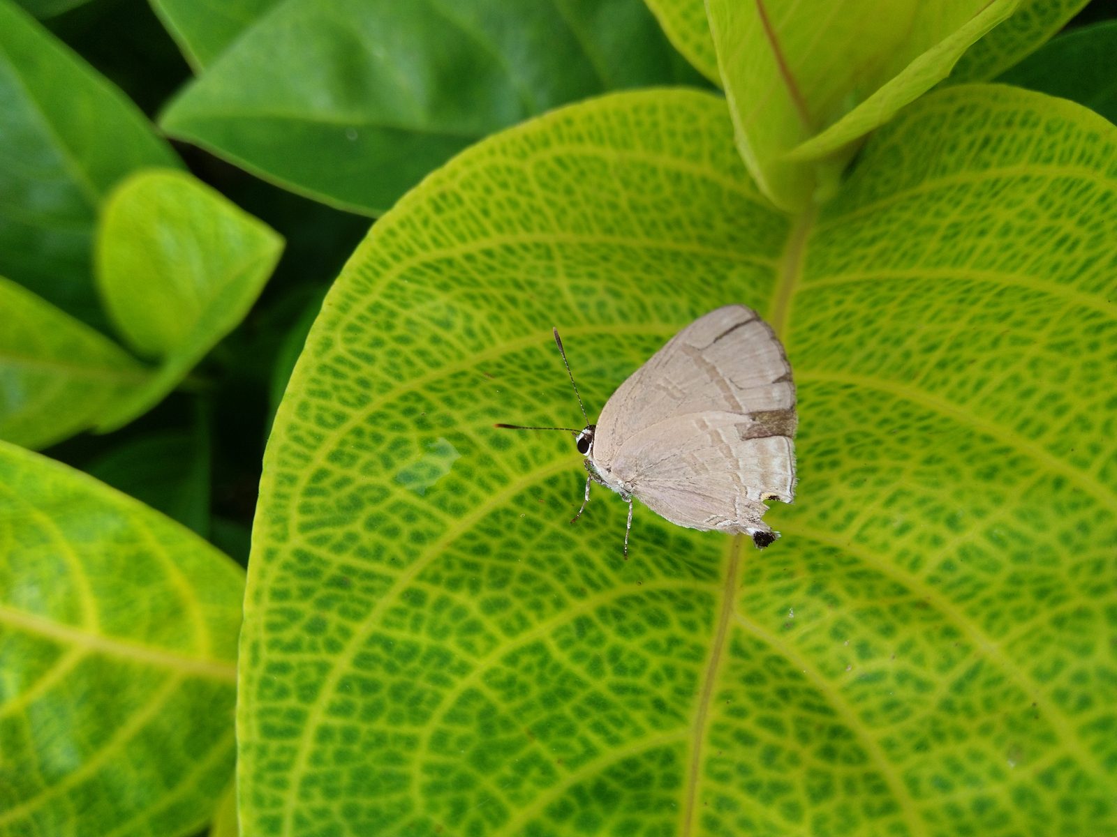 31386554288 Nokia 6.1 Plus - Foto 3