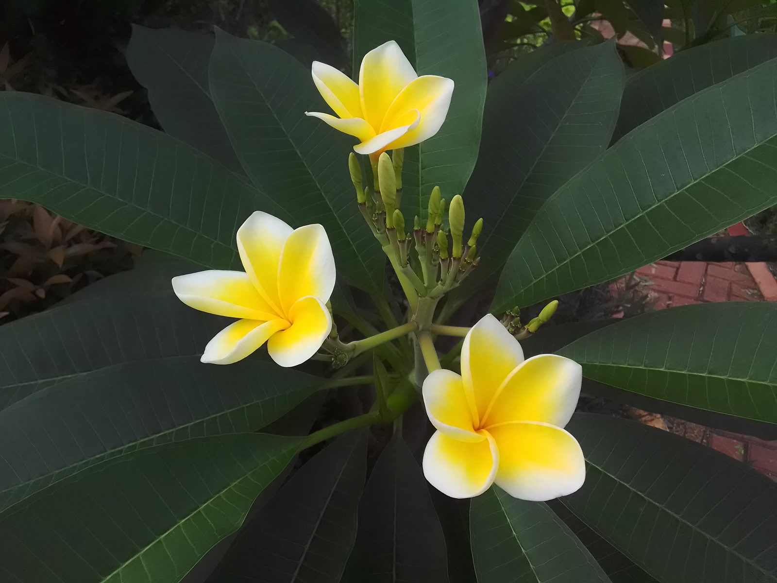 50732872716 Hasil foto Nokia C3 mode auto (2)