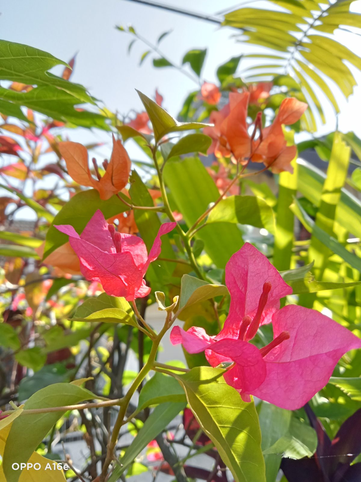 52119513560 OPPO A16e - Foto 2