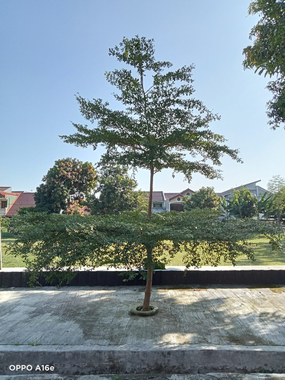 52119514865 OPPO A16e - Foto 1