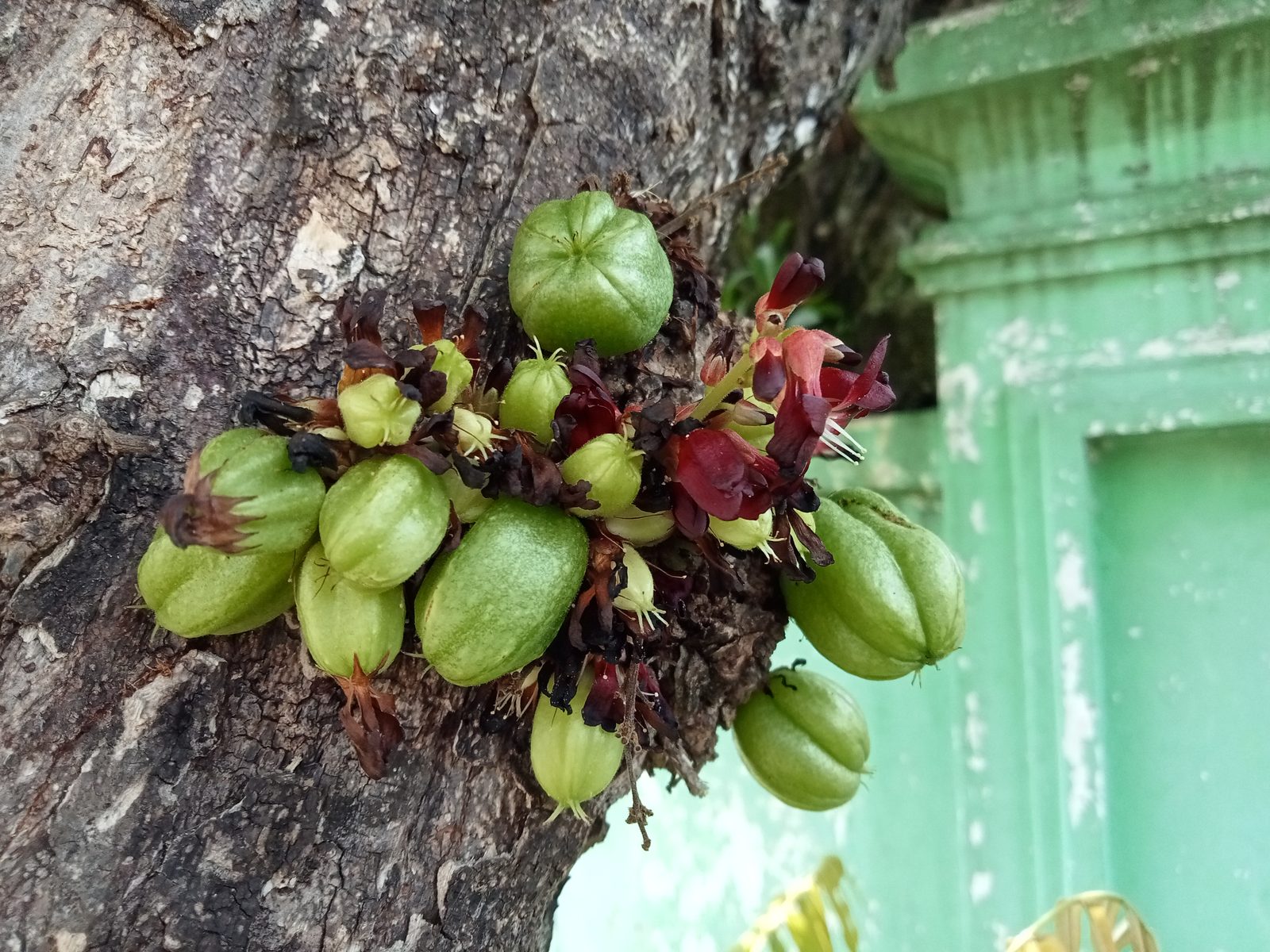 OPPO A16k - Foto 1