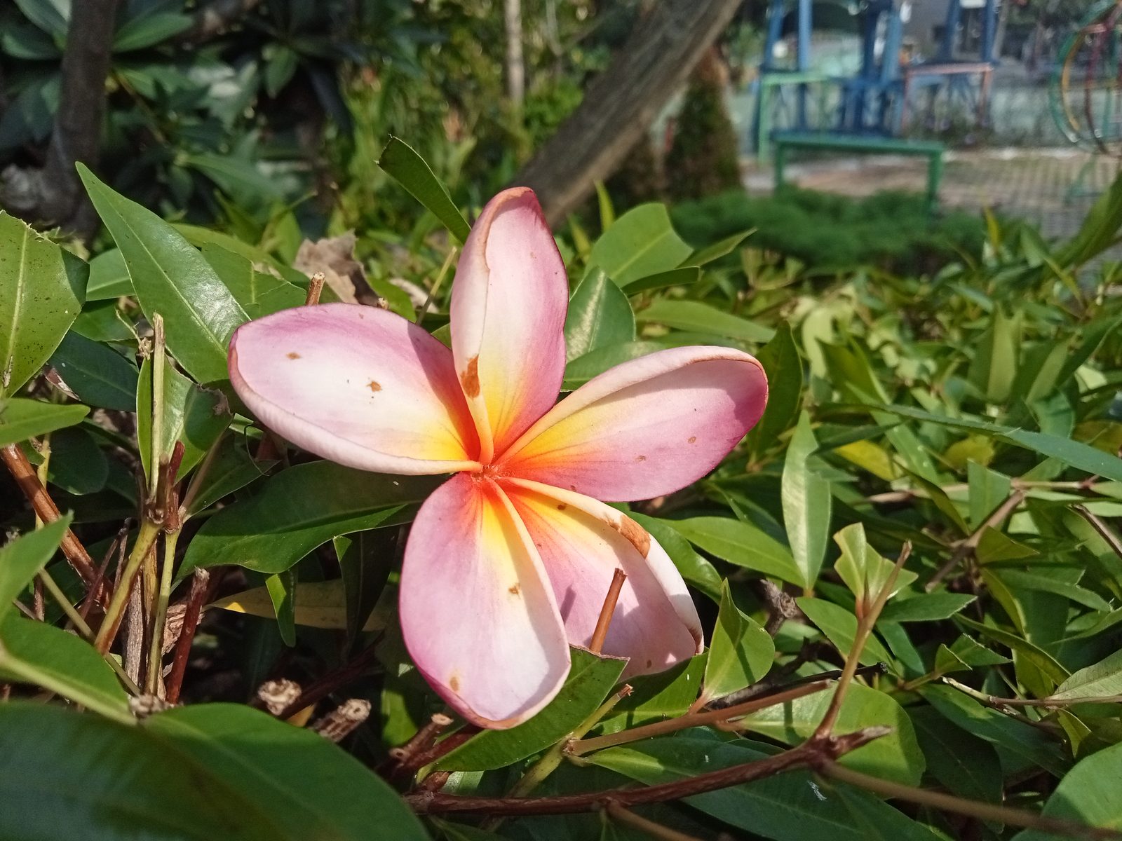 52164834289 OPPO A16k - Foto 1