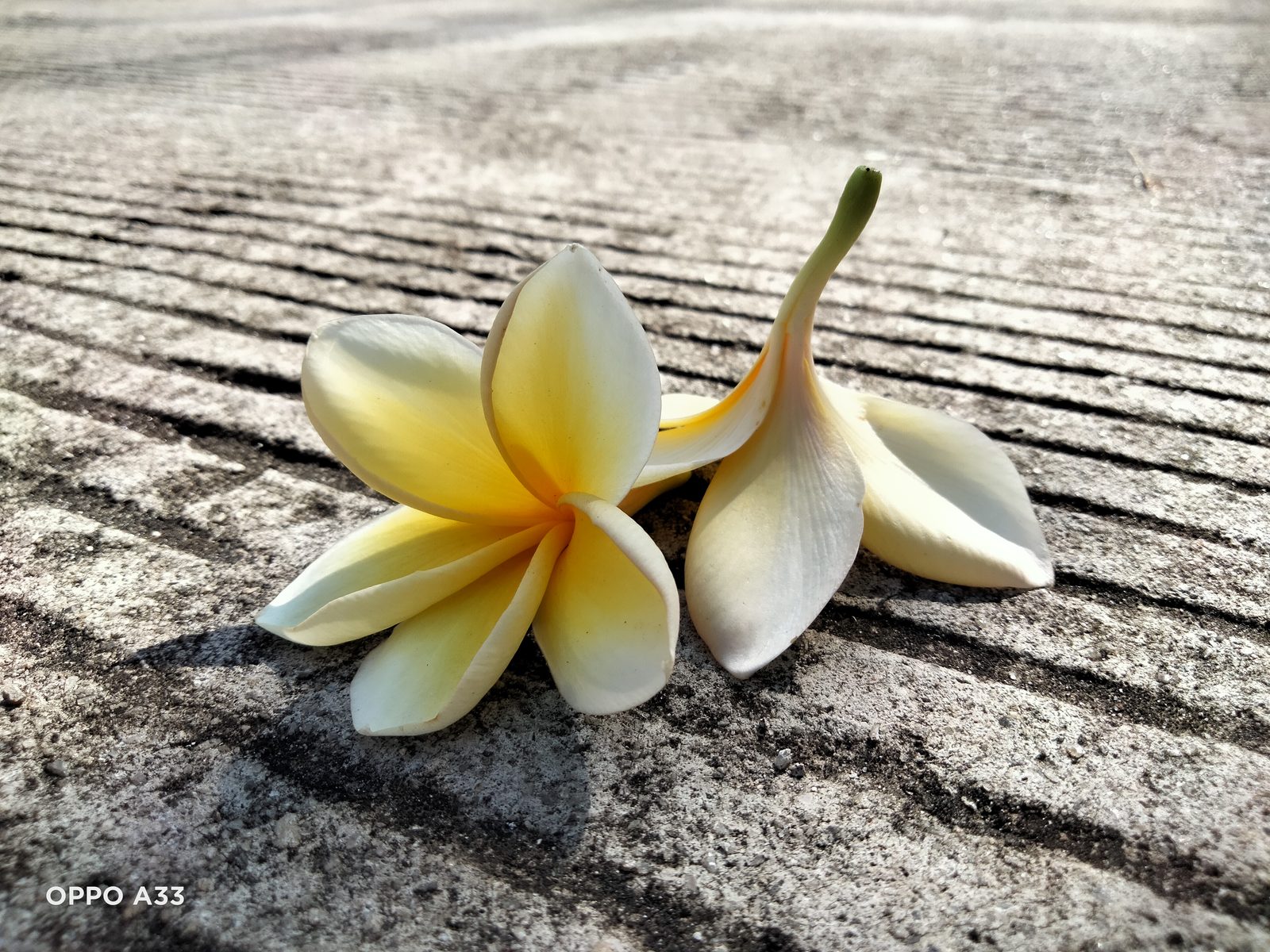 50624109747 Mode Auto OPPO A33 (3)